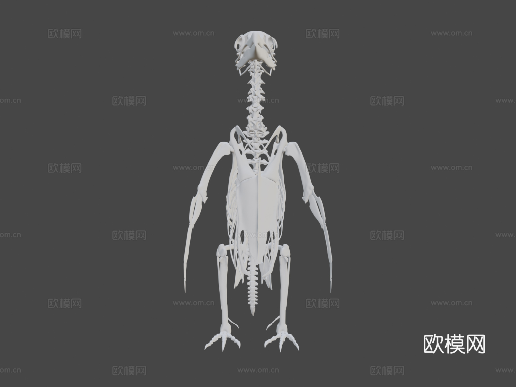 麦哲伦企鹅骨架3d模型