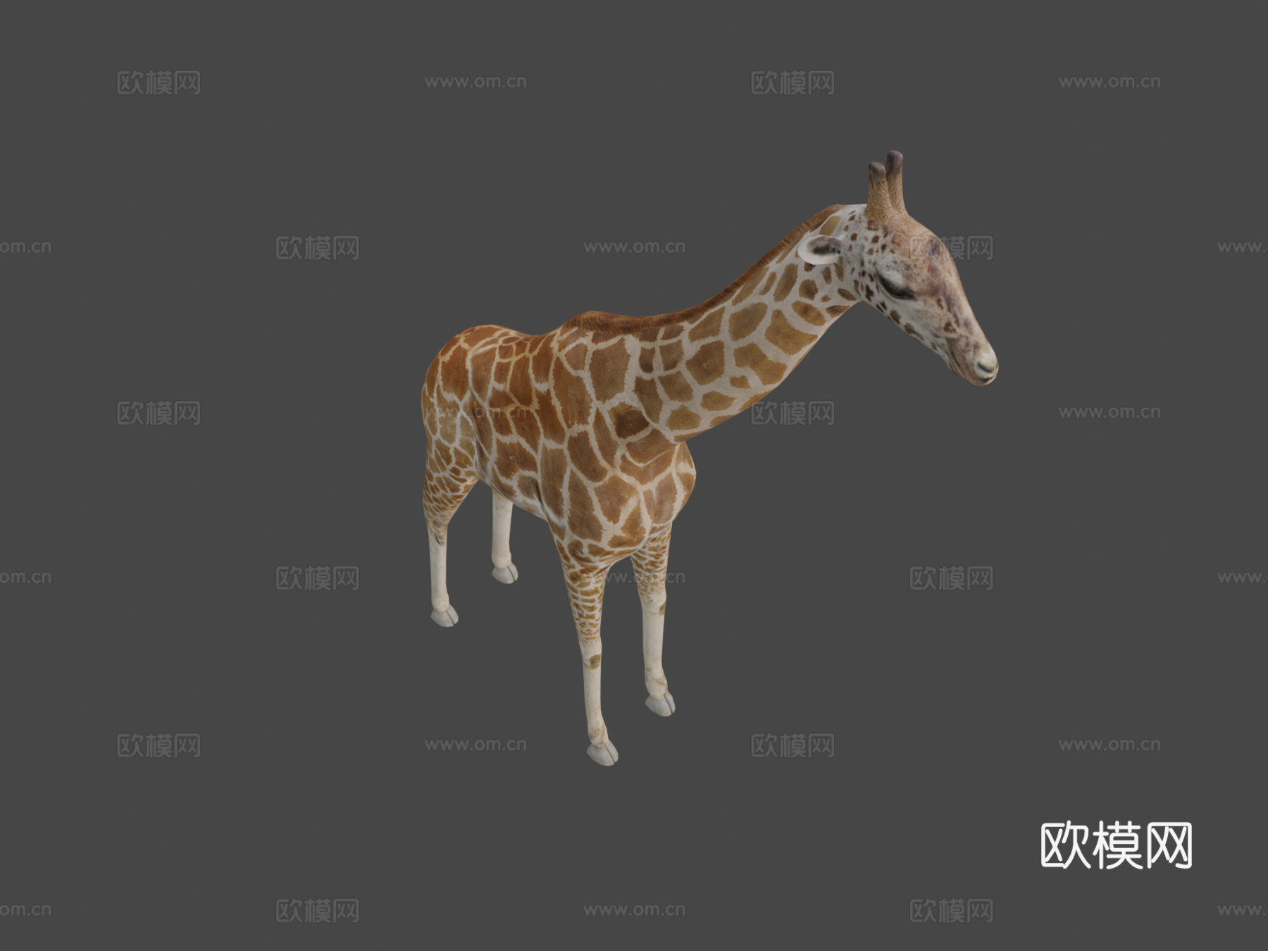 长颈鹿3d模型
