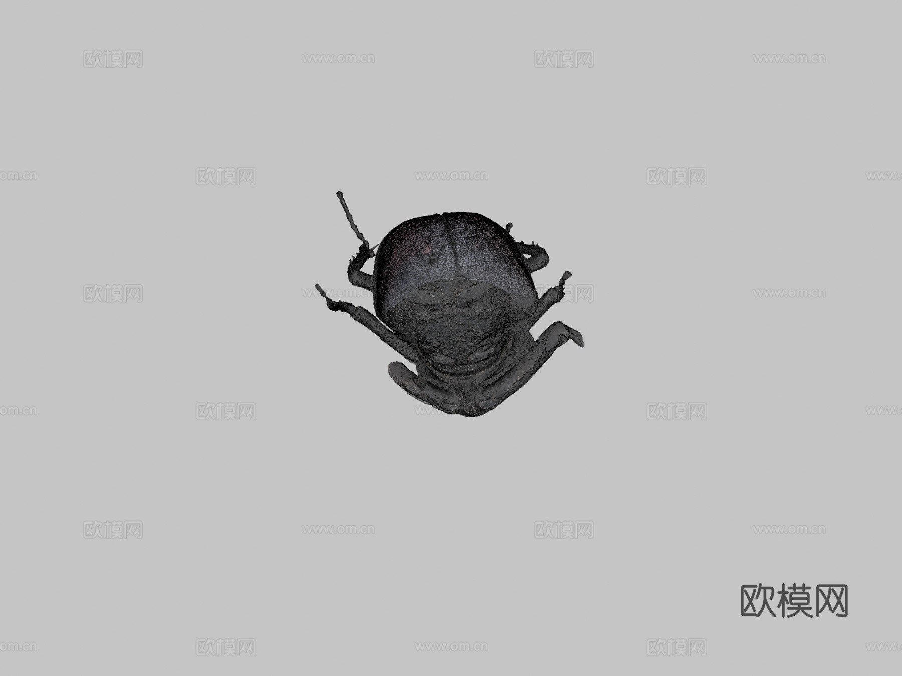 欧洲锹甲虫3d模型