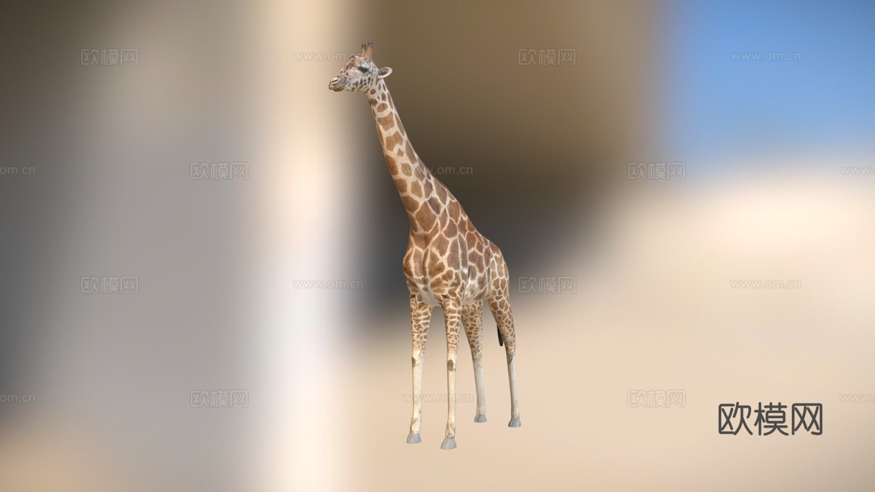 长颈鹿3d模型