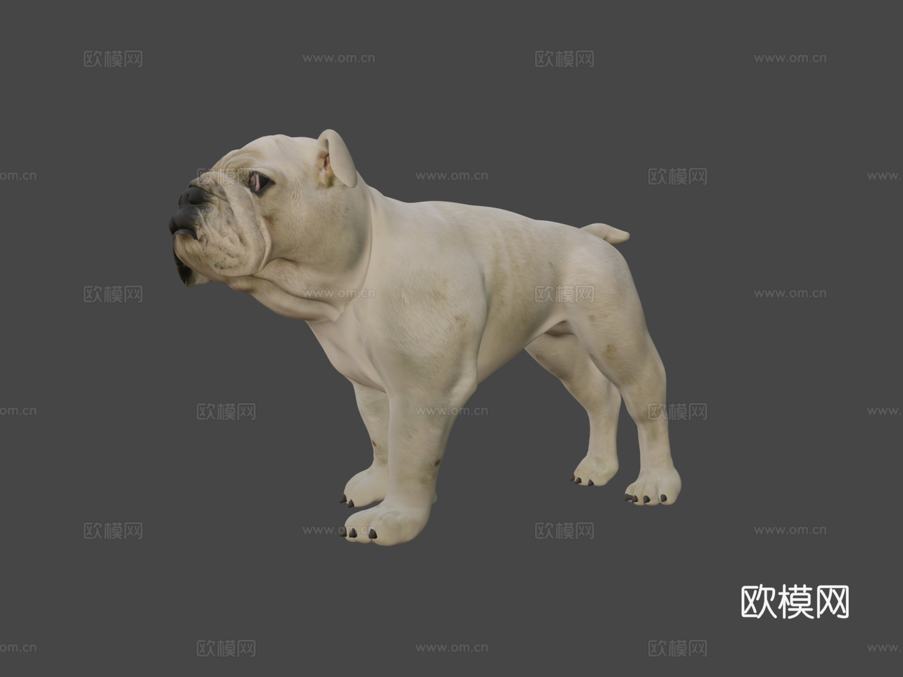 斗牛犬3d模型