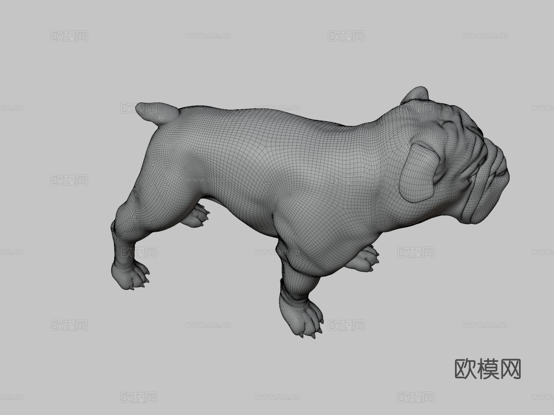 斗牛犬3d模型