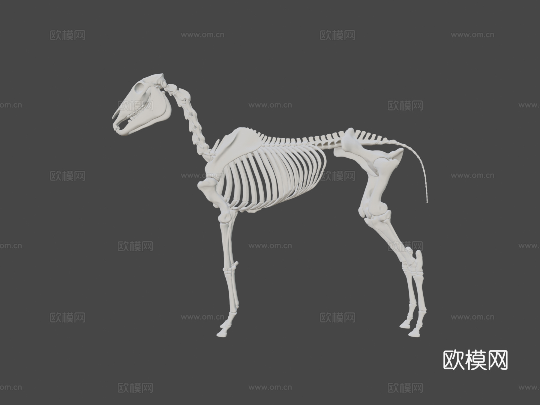 马骨架3D模型3d模型