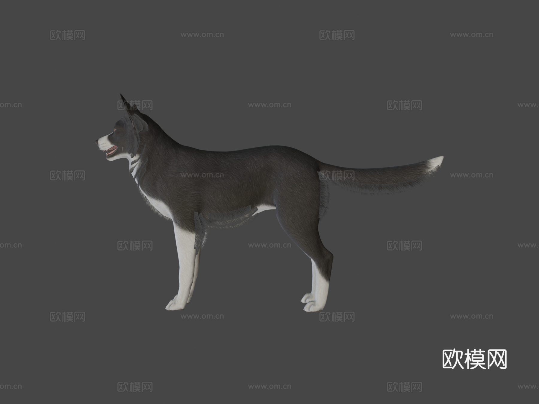 狗 - 边境牧羊犬v023d模型