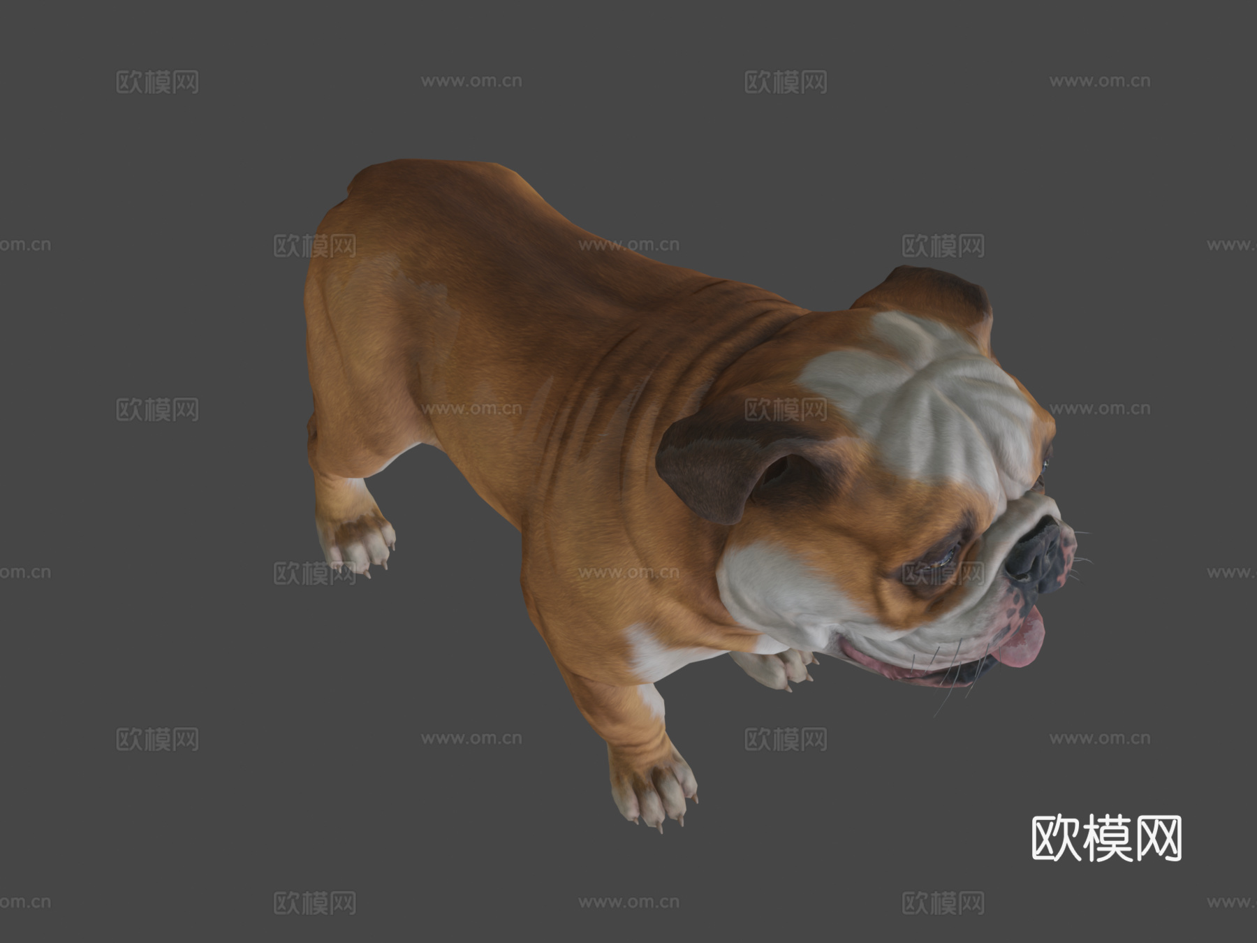 狗-斗牛犬3d模型