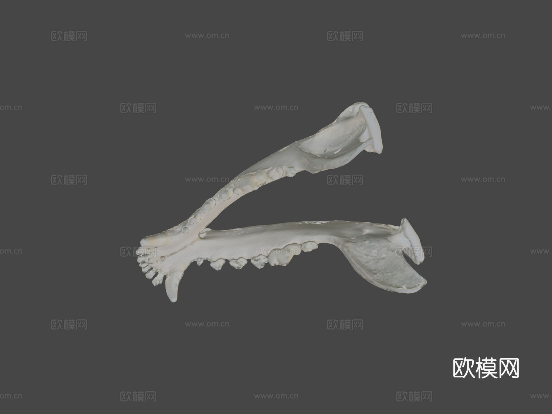下颌骨（下颌骨）狗3d模型