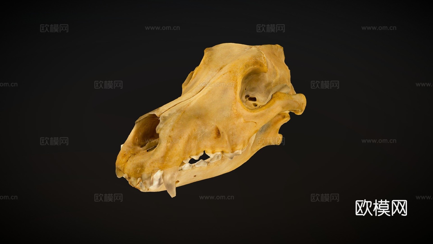 德国牧羊犬头骨扫描3d模型
