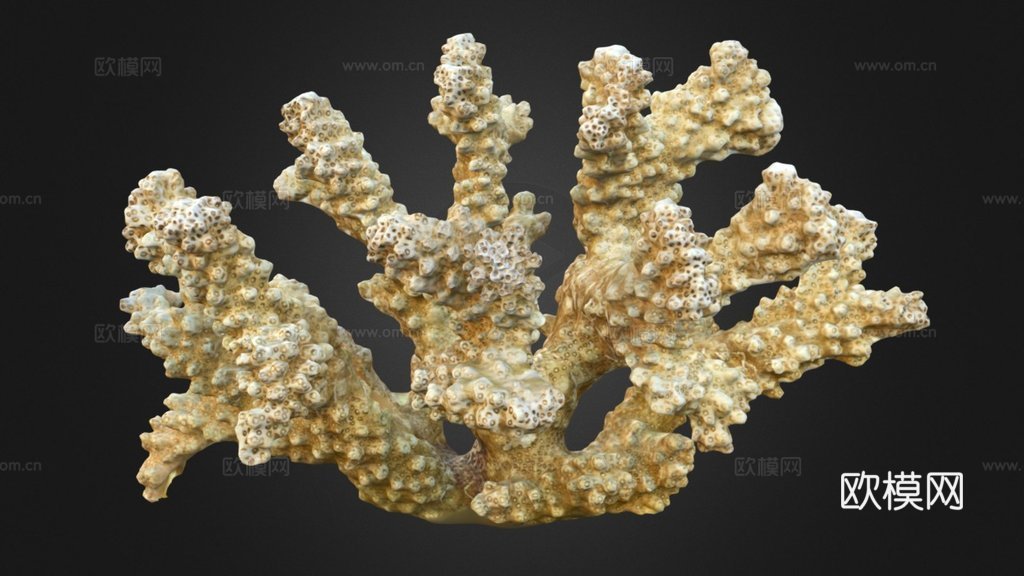 疣状杯形珊瑚新鲜样本3d模型