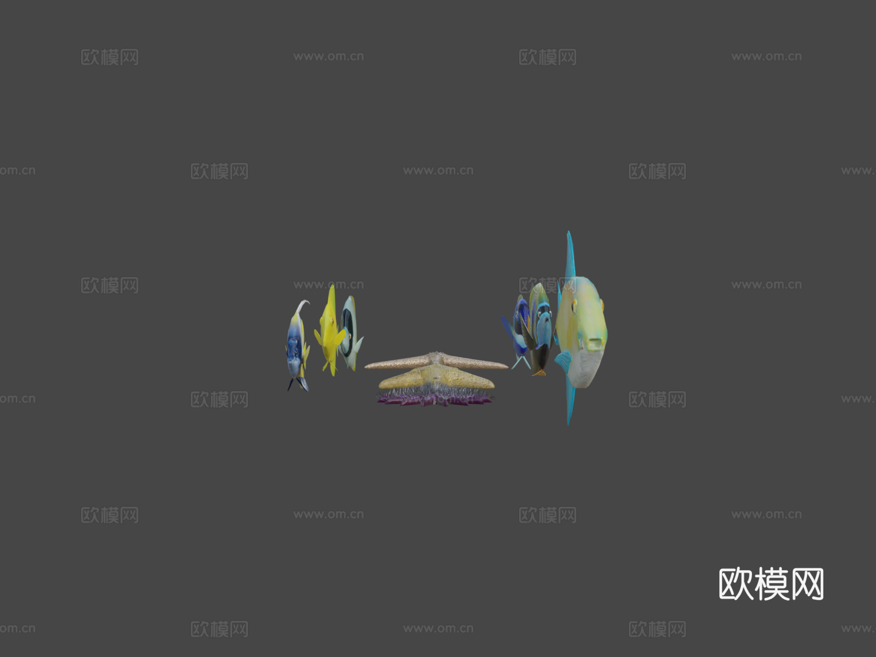 鱼类收藏3d模型