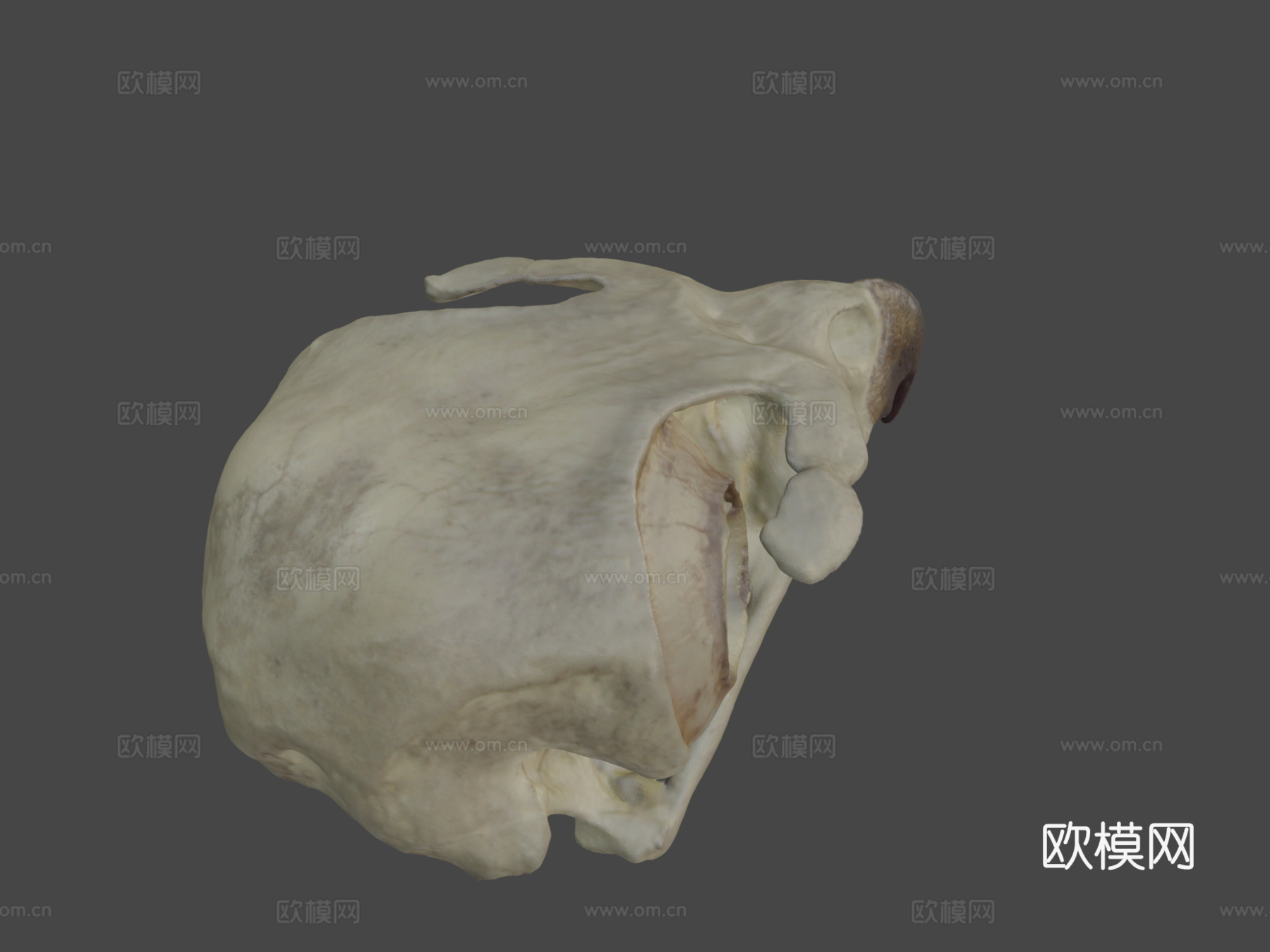 红尾鹰头骨3d模型