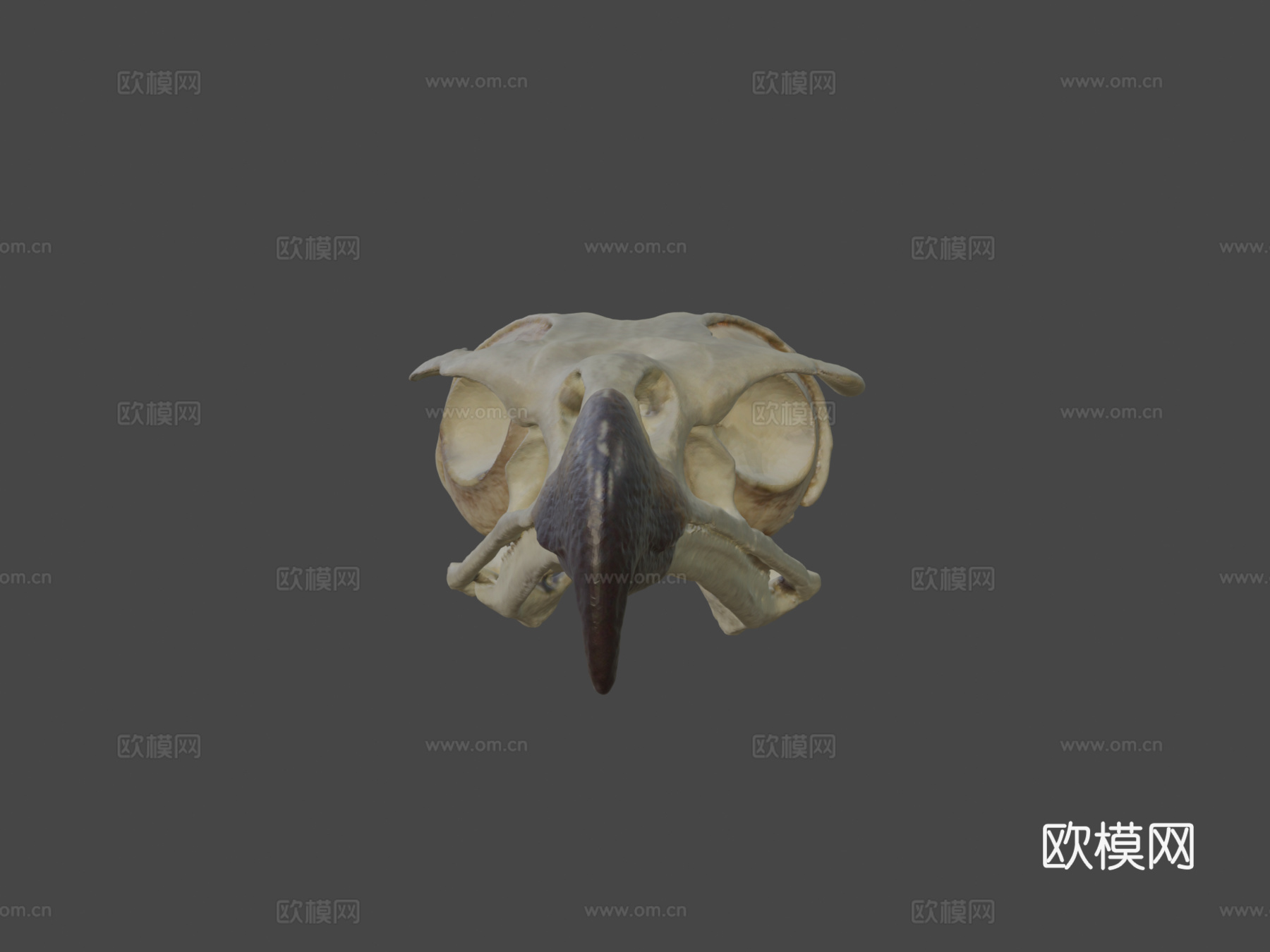 红尾鹰头骨3d模型