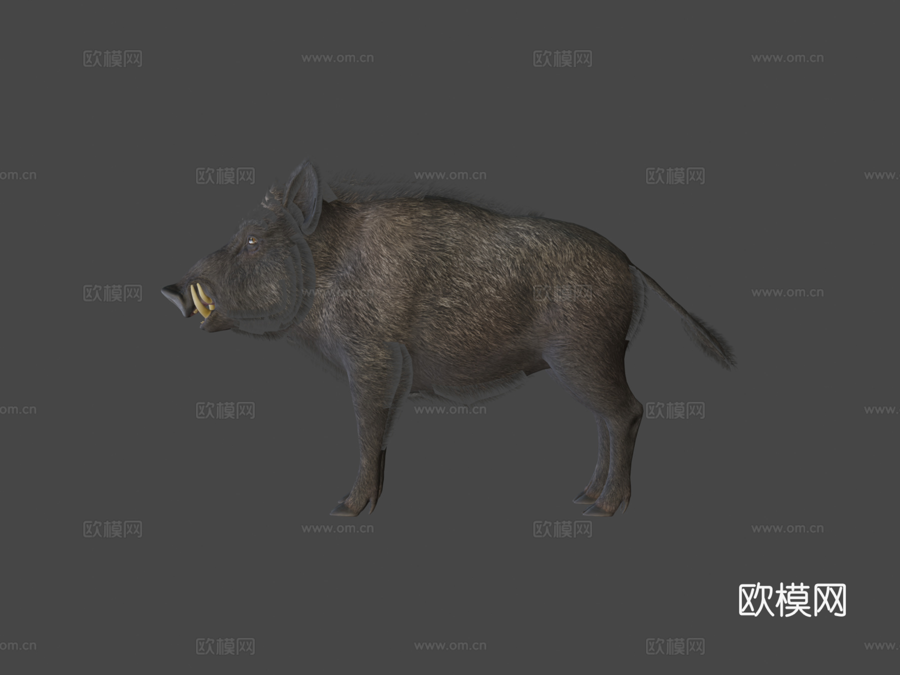 野猪-雄性3d模型