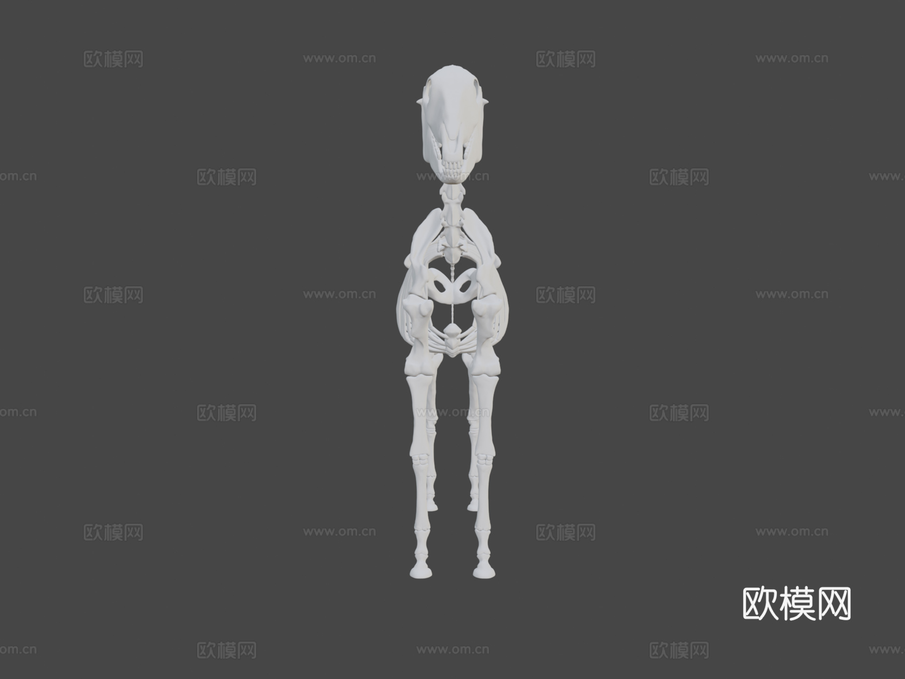 马骨架3D模型3d模型