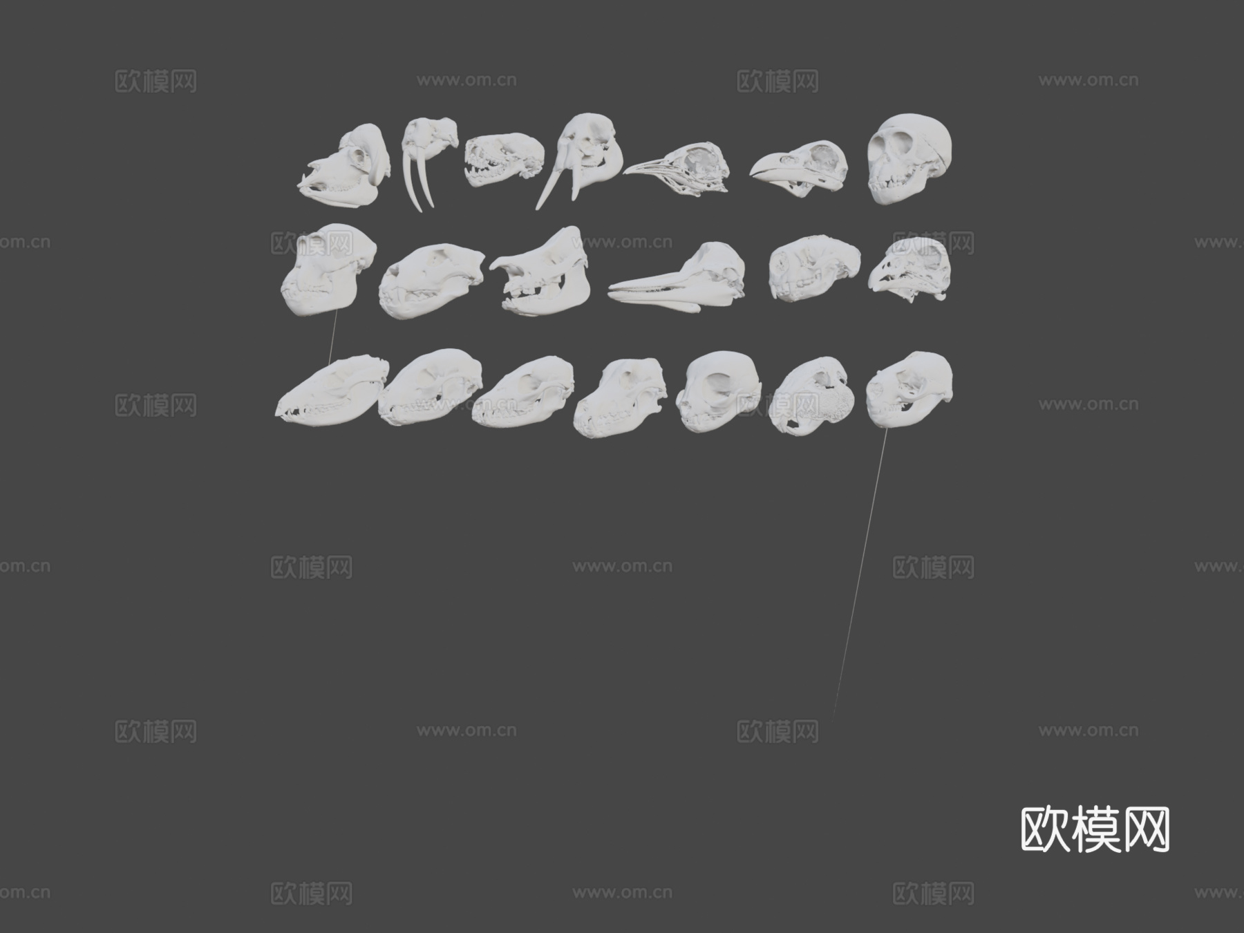 个动物头骨包第二卷3d模型