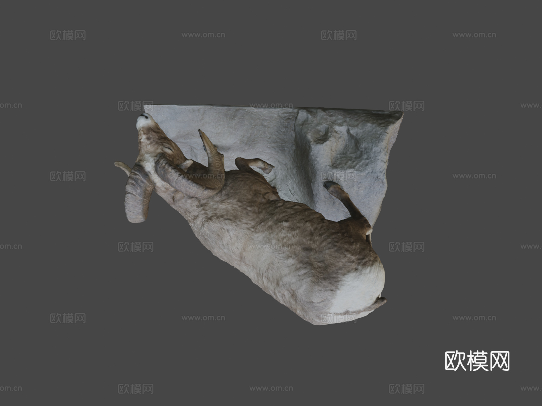 大角羊3d模型