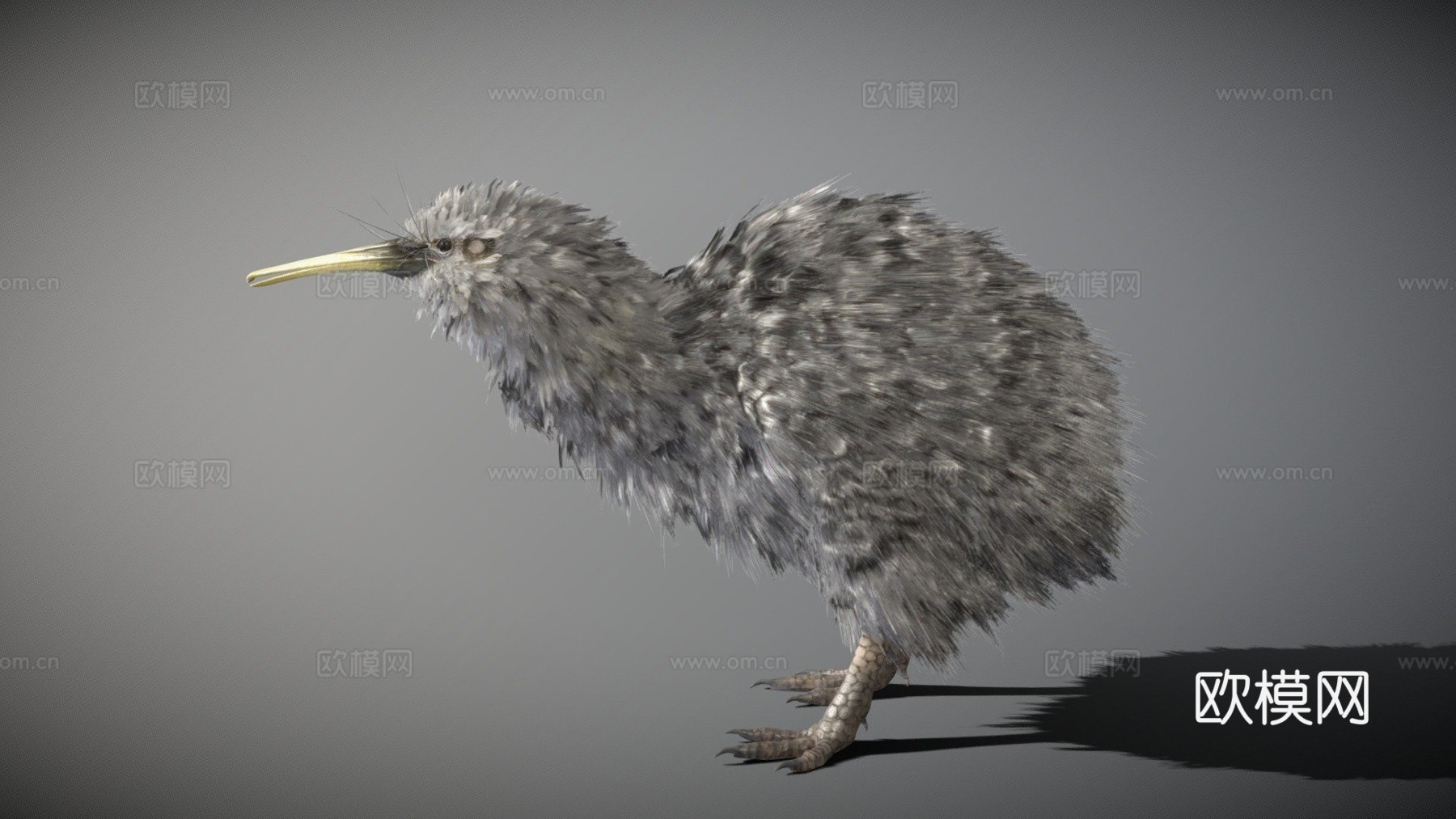 小斑点几维鸟3d模型
