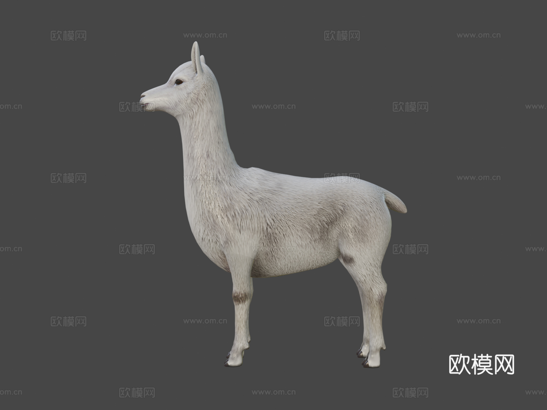 羊驼3d模型