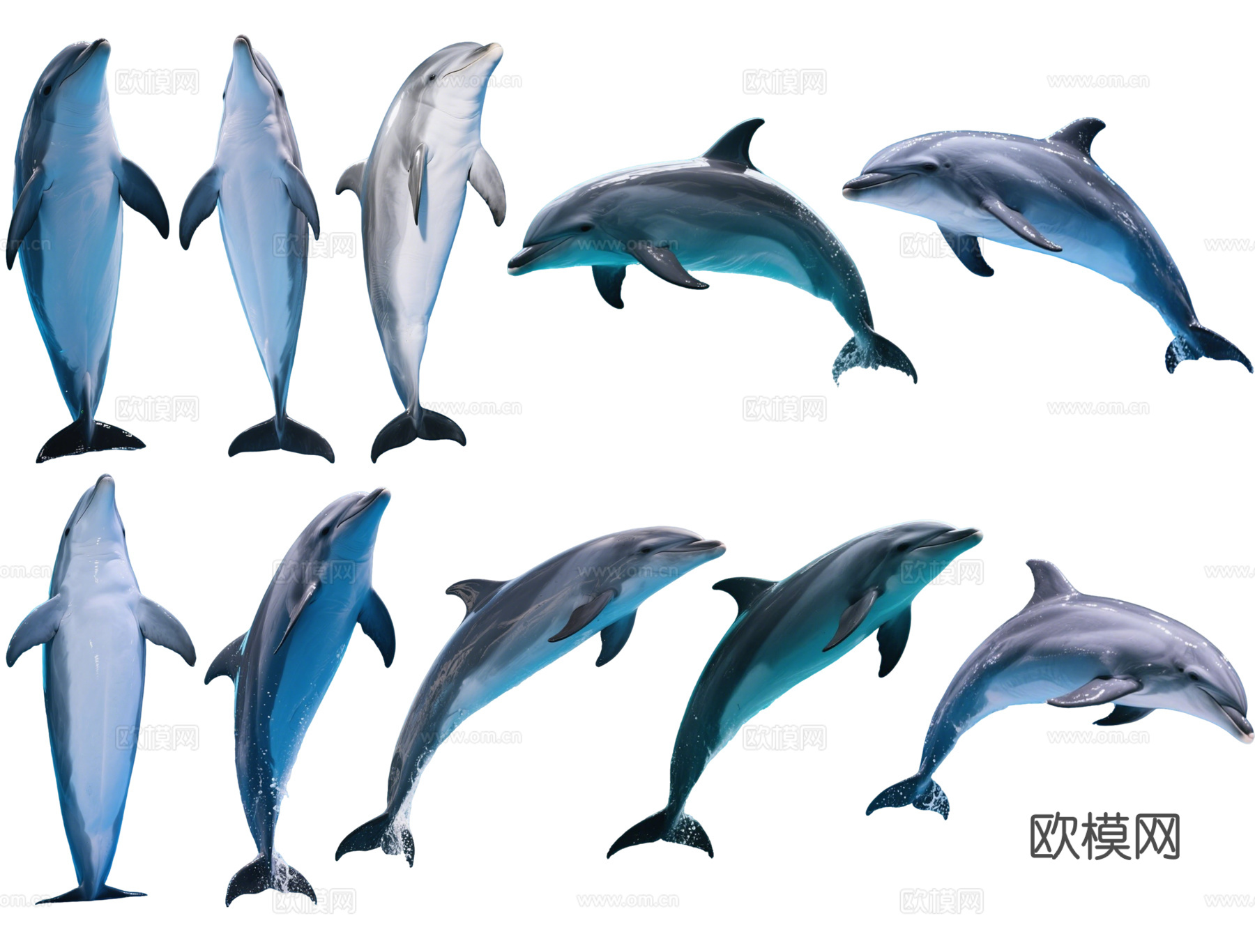 PS免抠动物 海豚 海洋馆 水族馆 动物世界 动物园