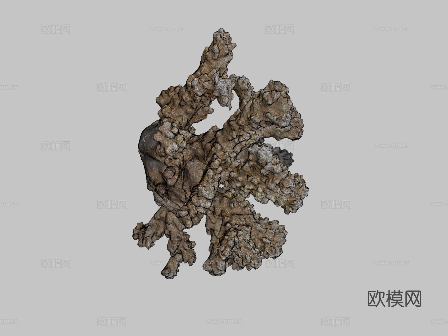 疣状杯形珊瑚新鲜样本3d模型