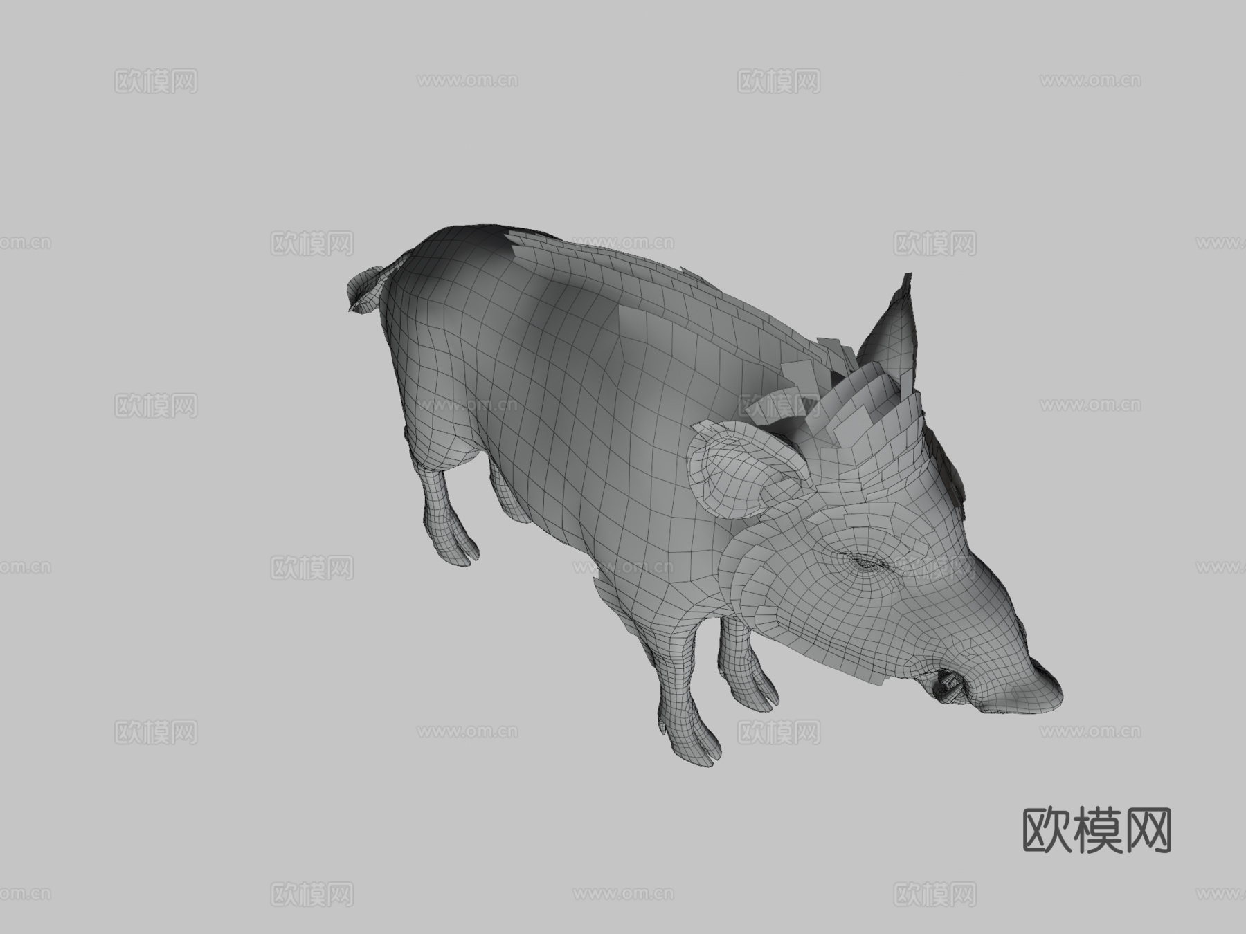 野猪-雄性3d模型