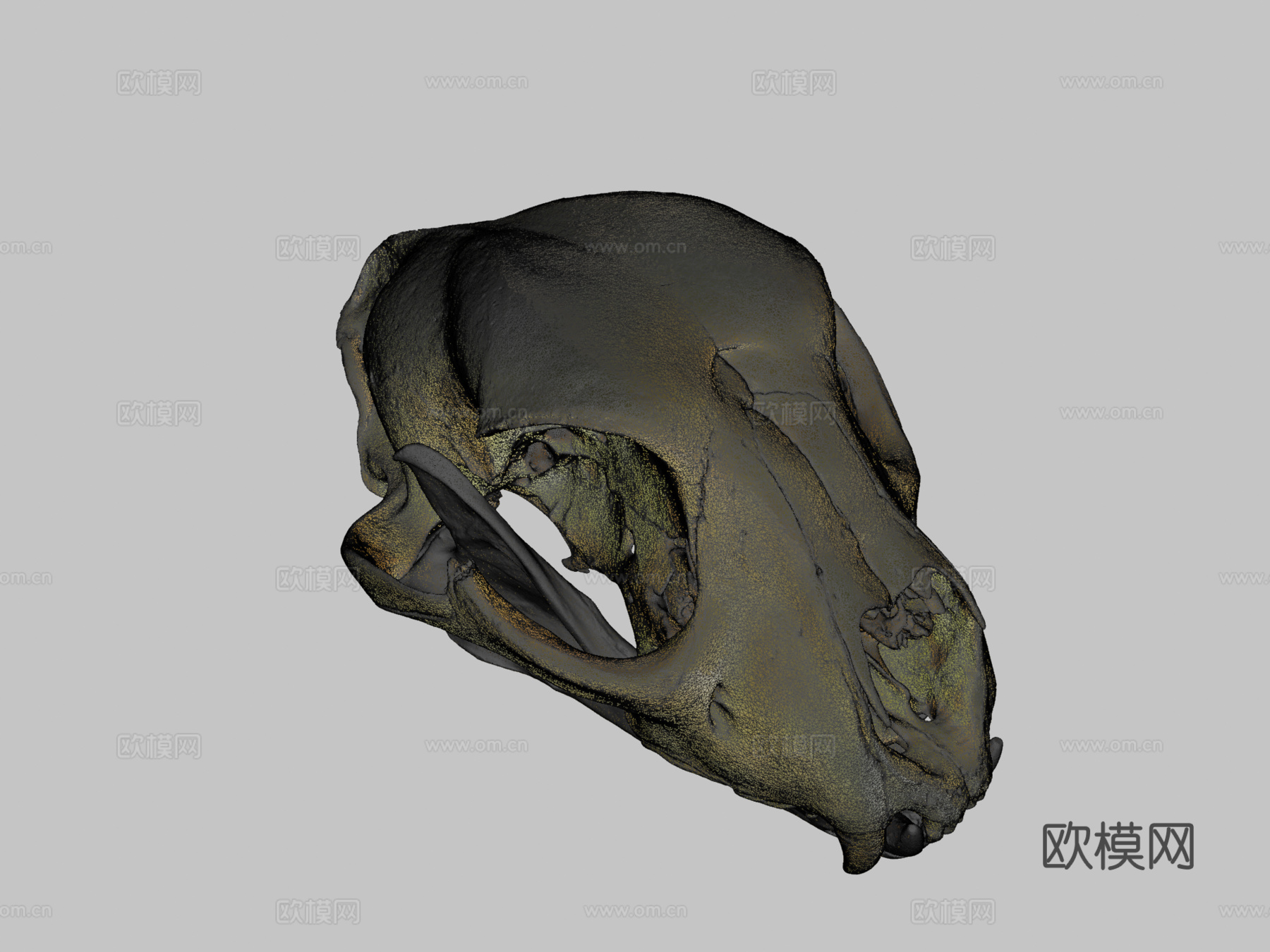 长而尖锐犬齿的猎豹头骨3d模型