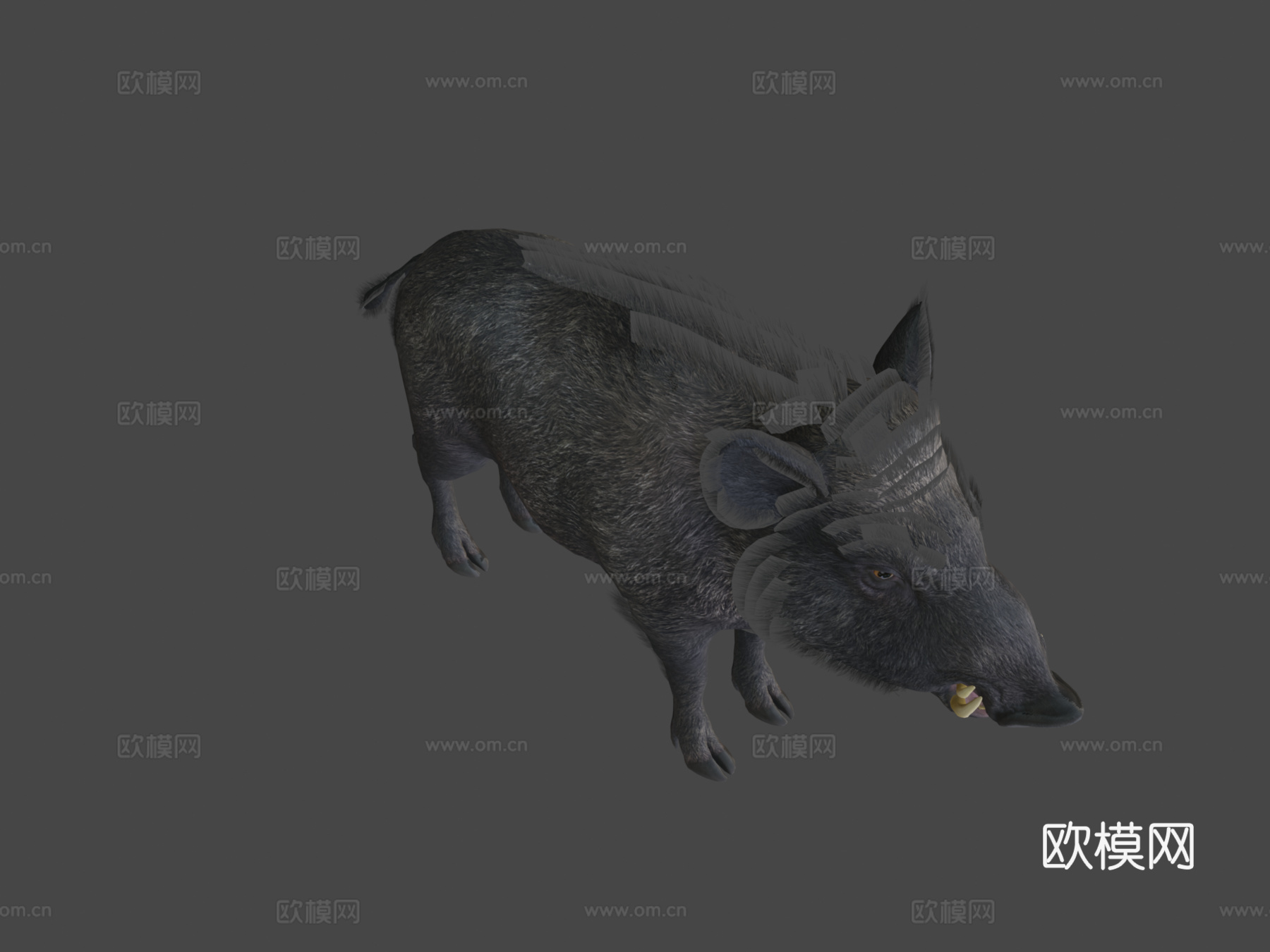 野猪-雄性3d模型