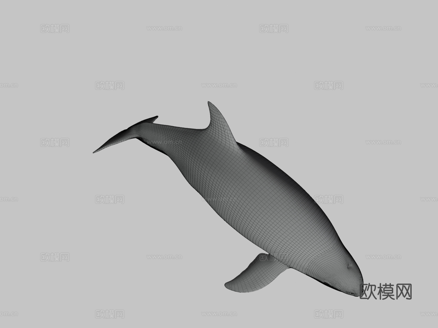 雌性小头鼠海豚3d模型