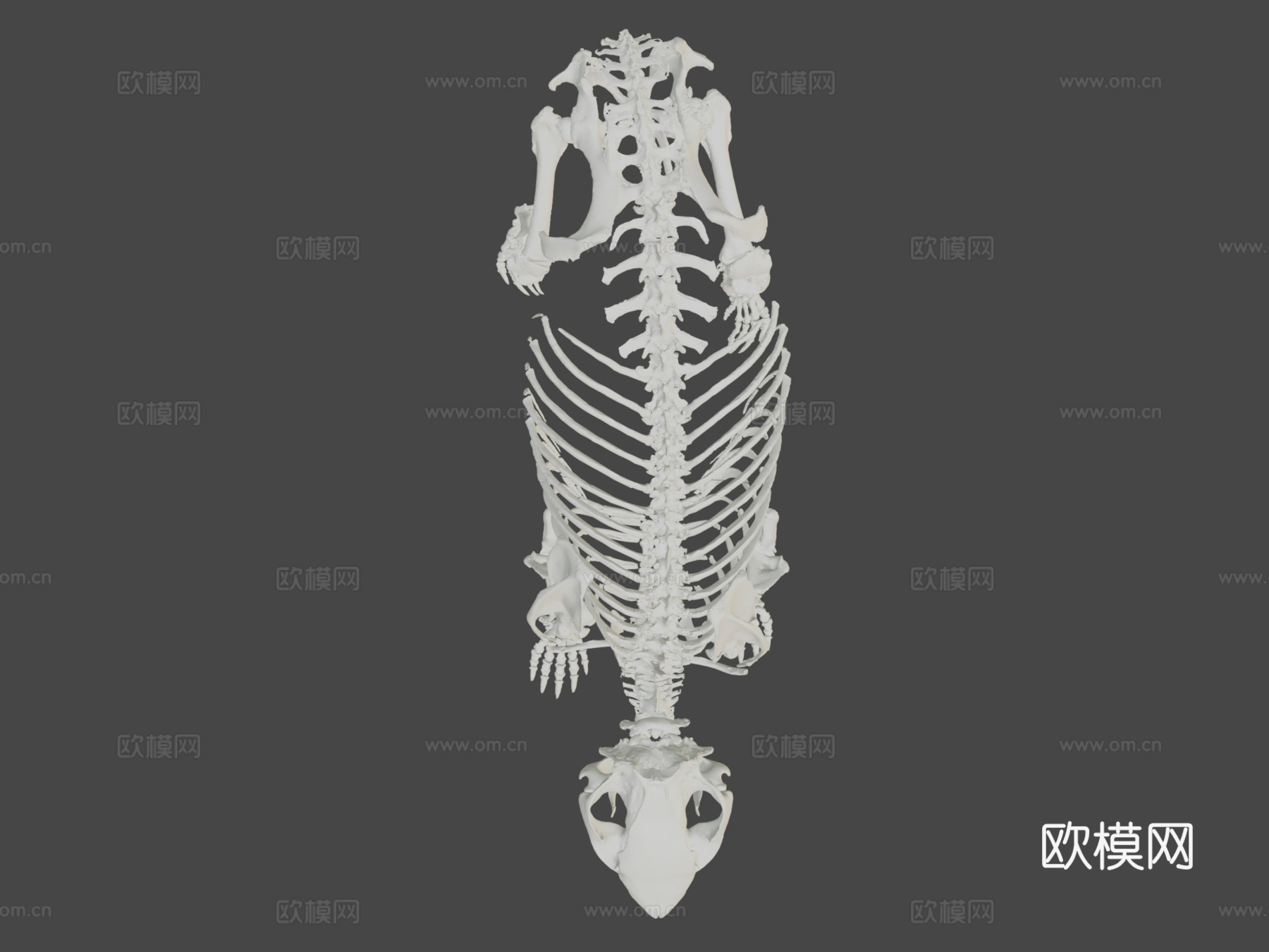 袋熊骨架3d模型