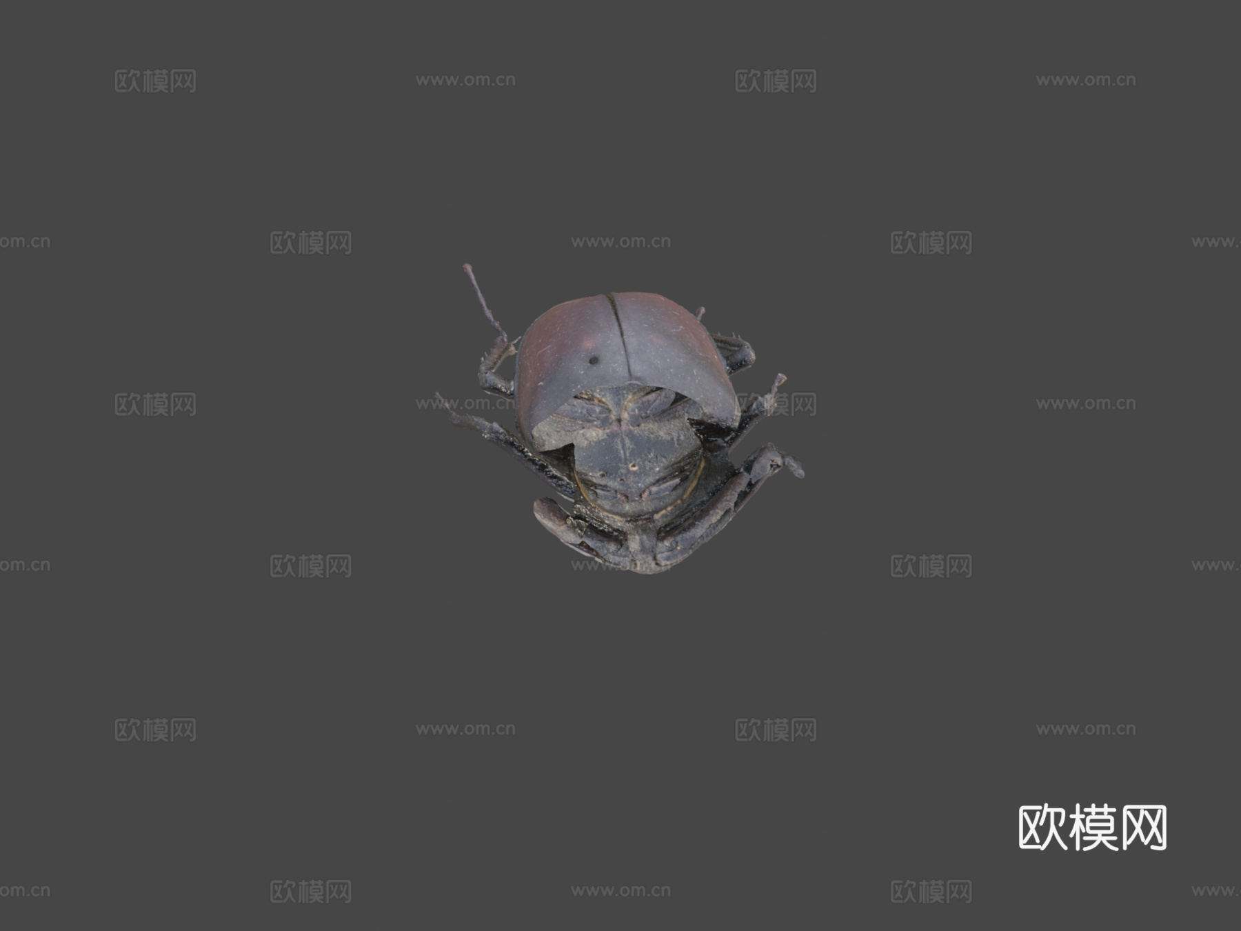 欧洲锹甲虫3d模型