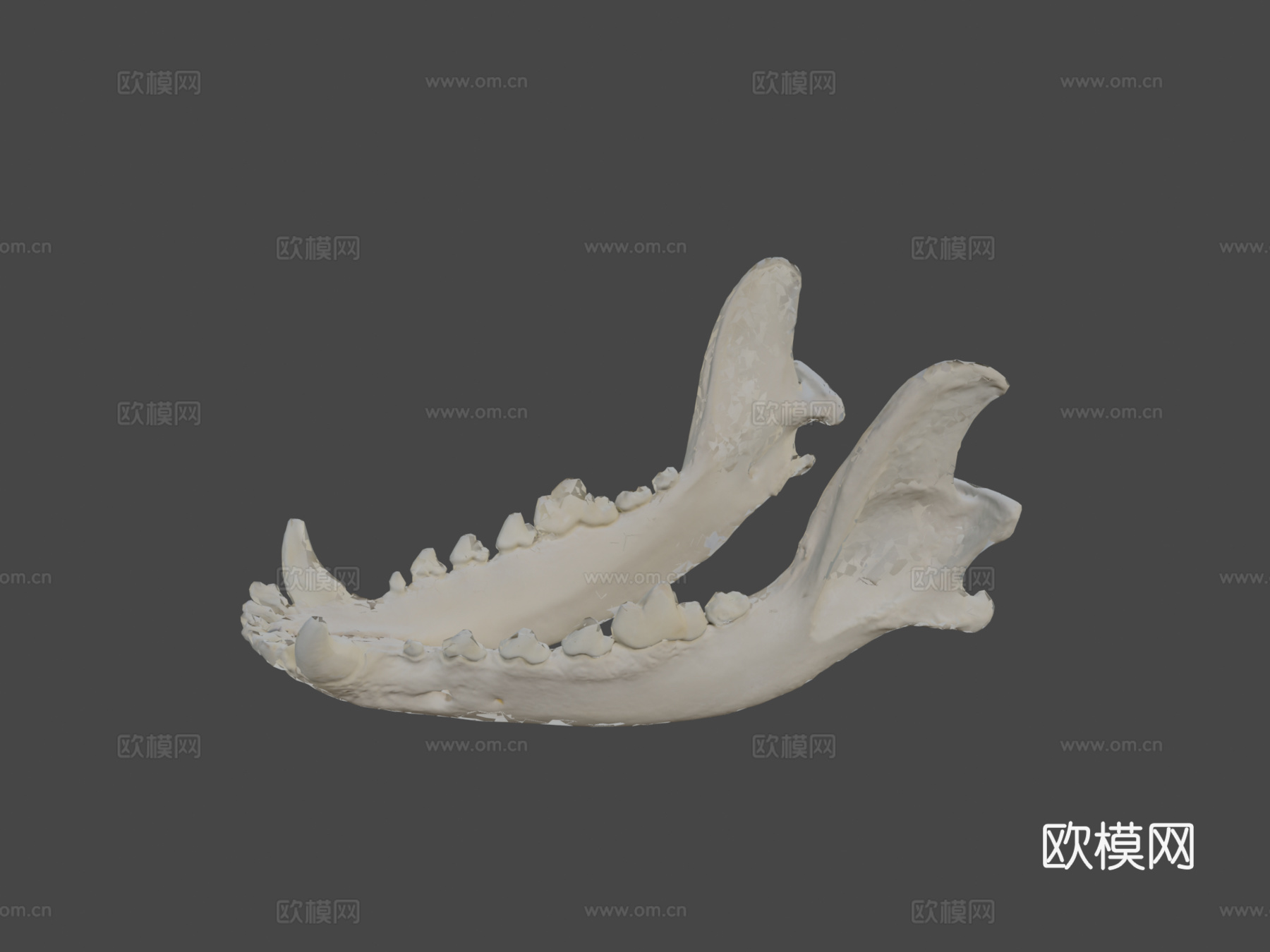 下颌骨（下颌骨）狗3d模型