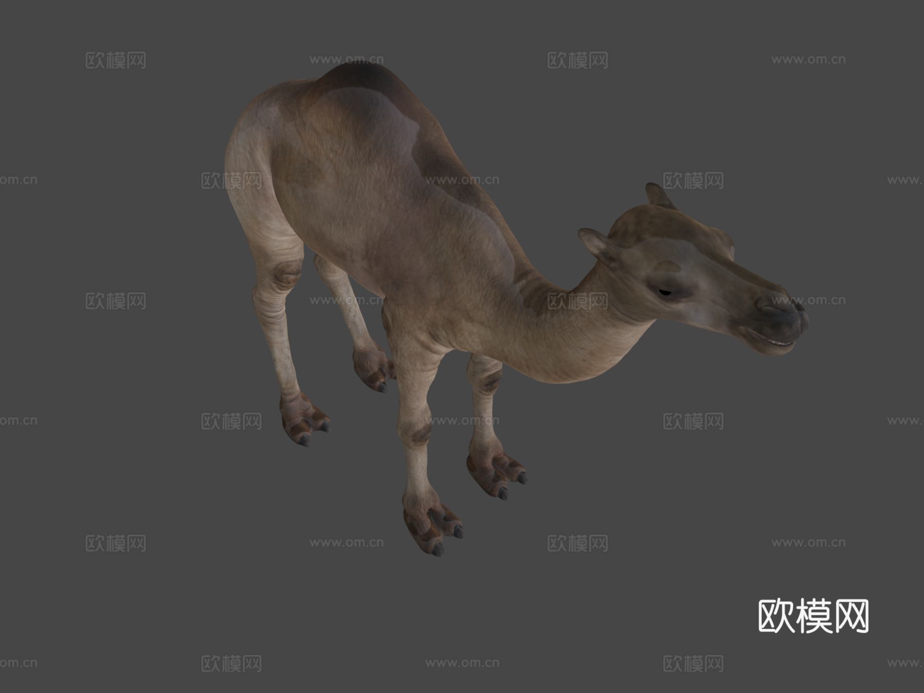 骆驼3d模型