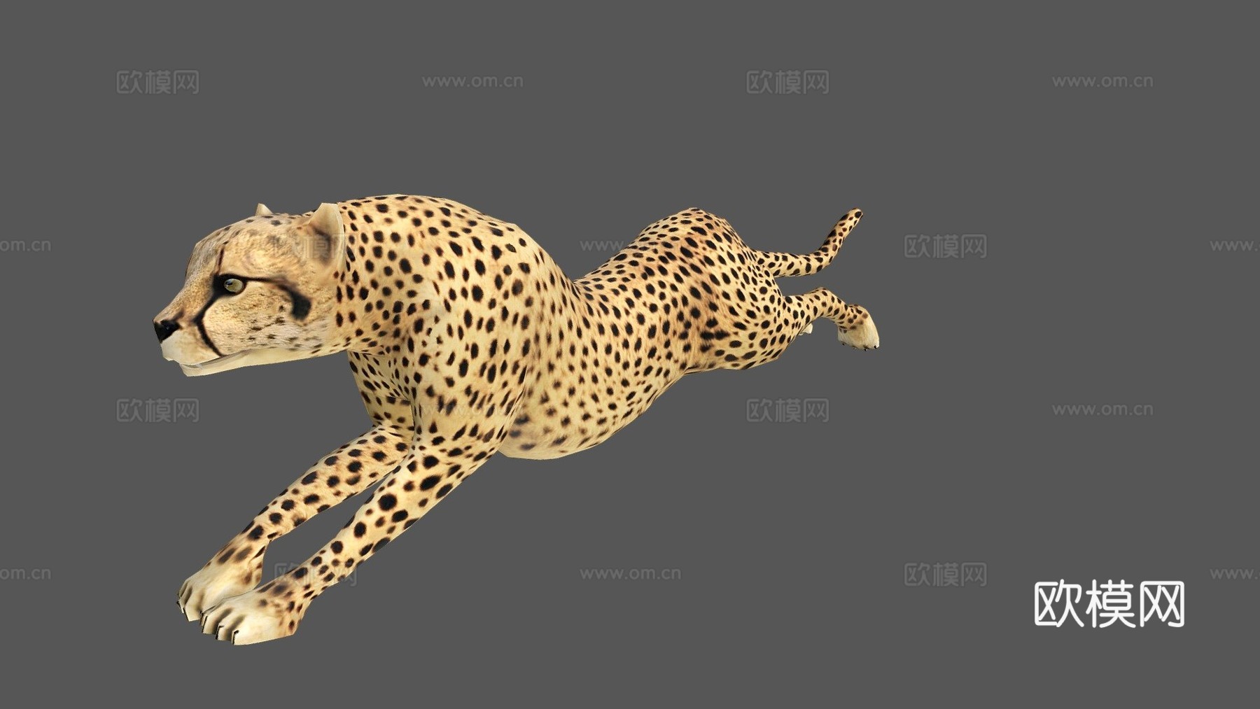 猎豹3d模型