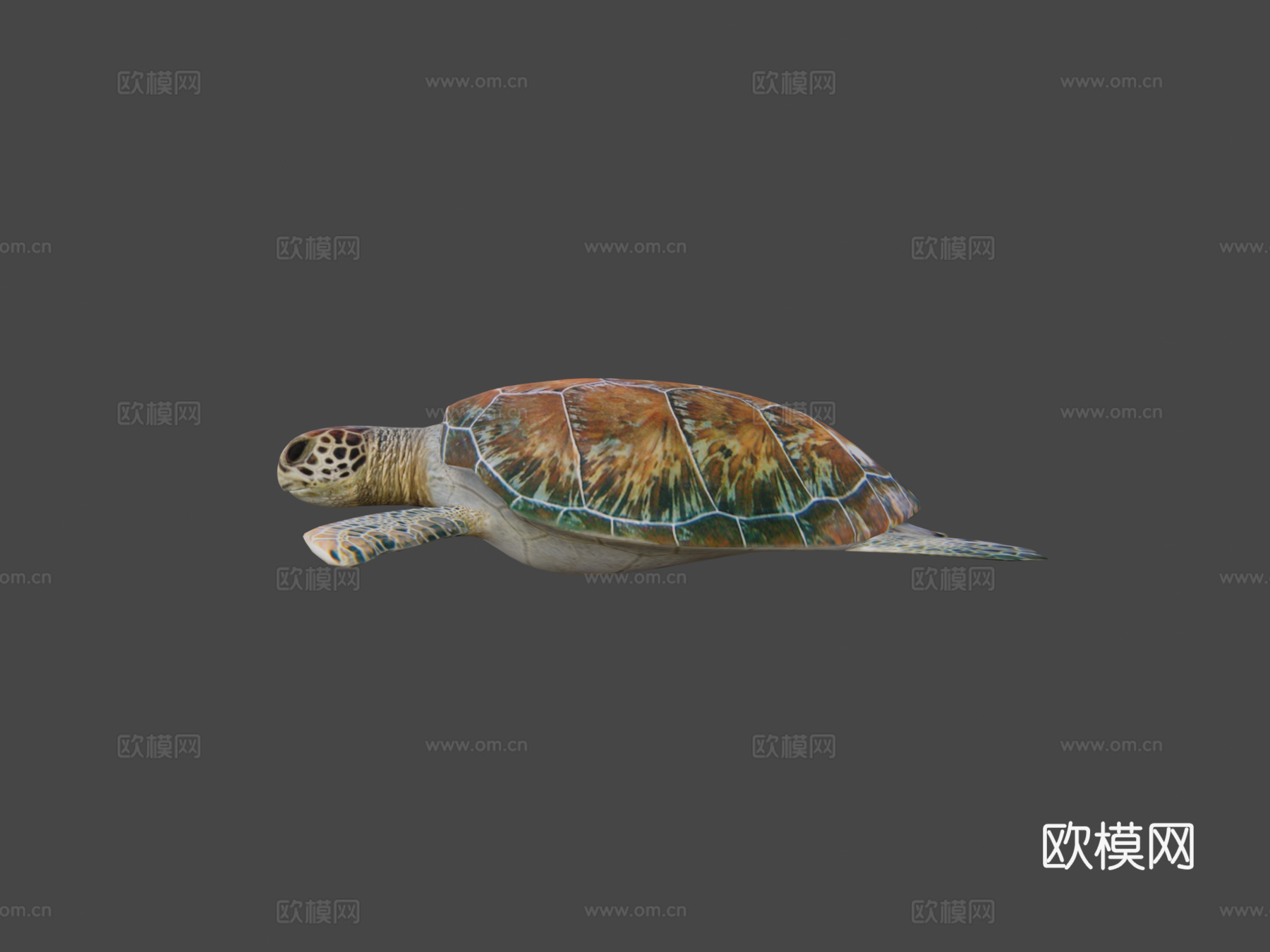 海龟3d模型