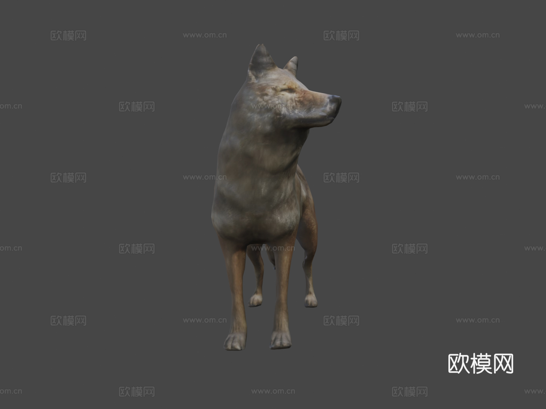 郊狼3d模型