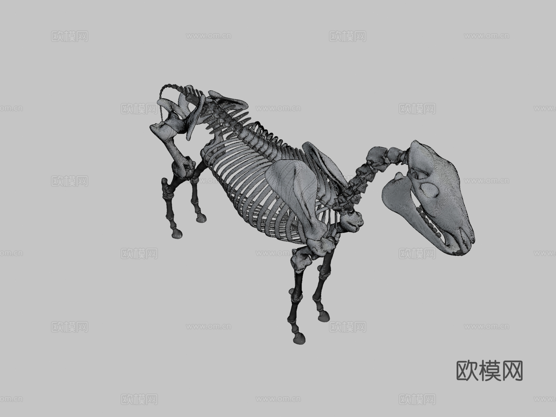 马骨架3D模型3d模型