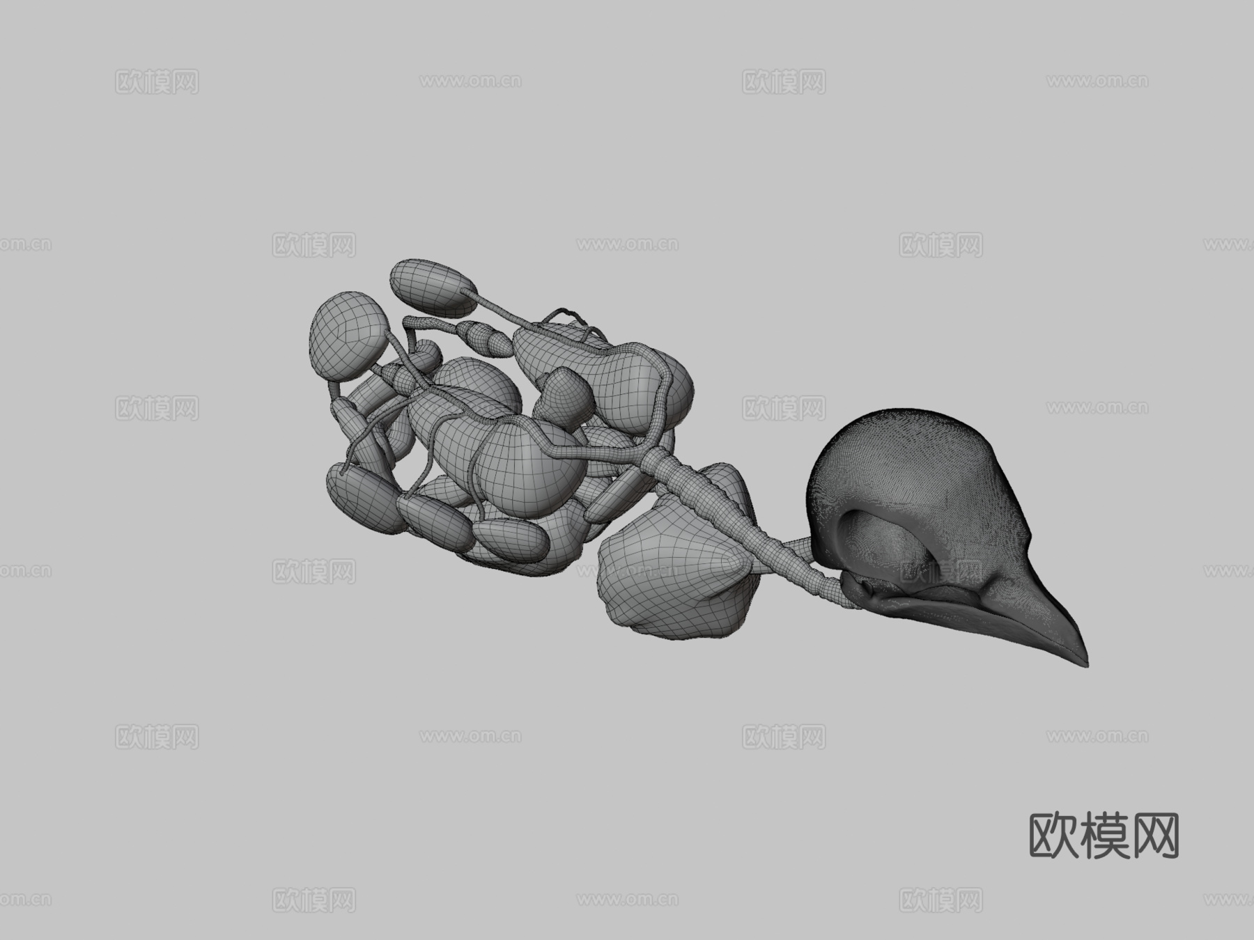 鸟类内脏3d模型