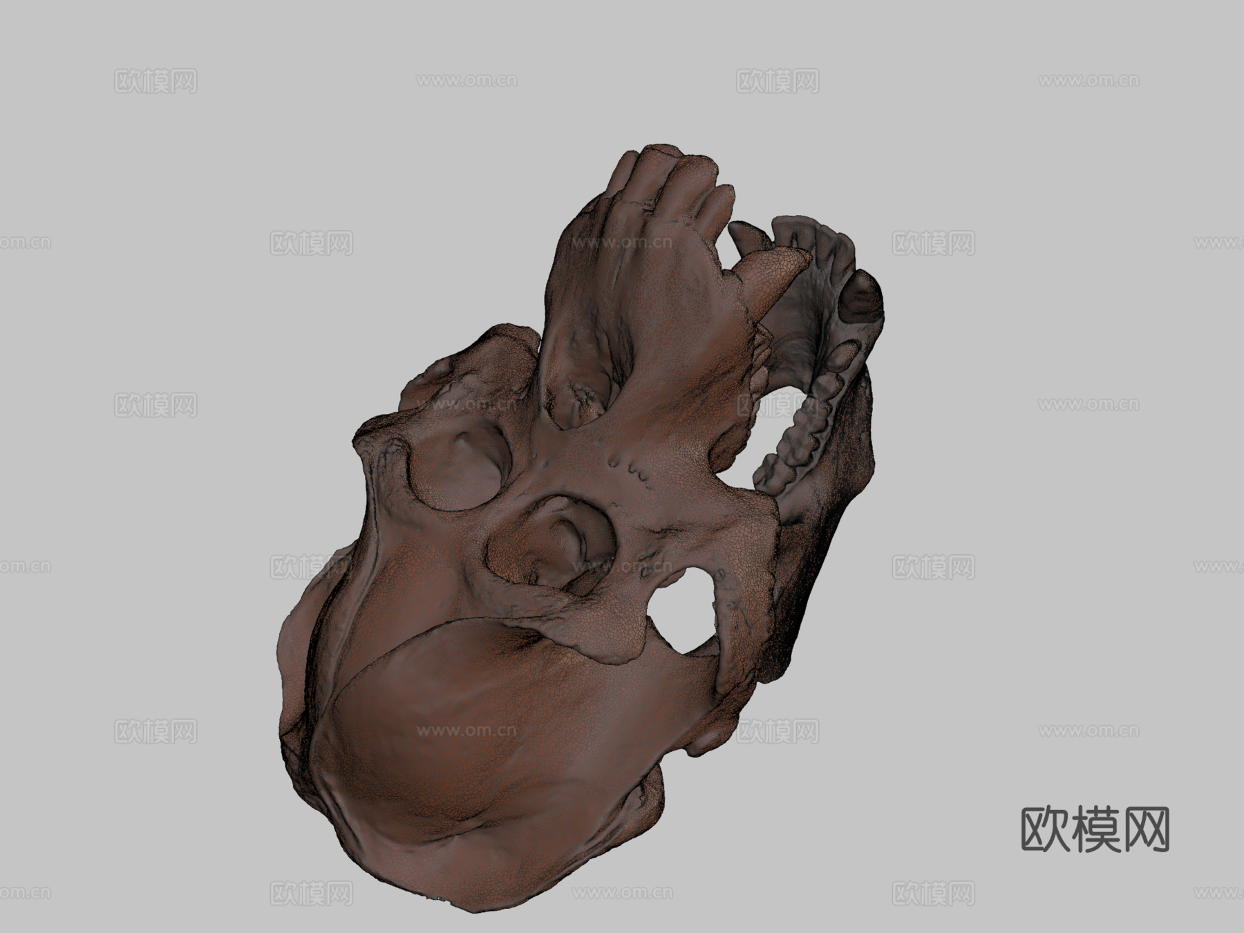 猩猩头骨3d模型