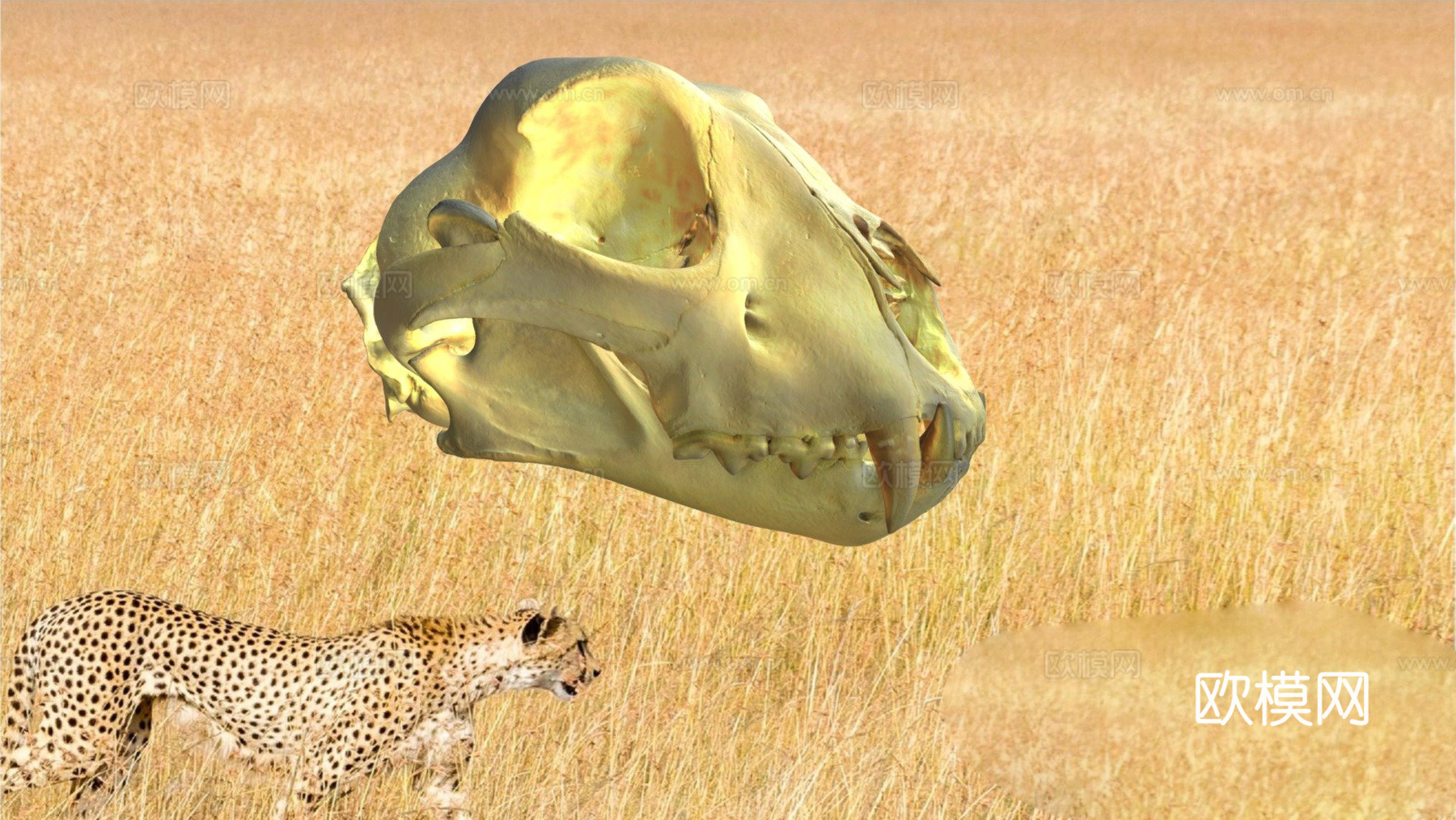 长而尖锐犬齿的猎豹头骨3d模型