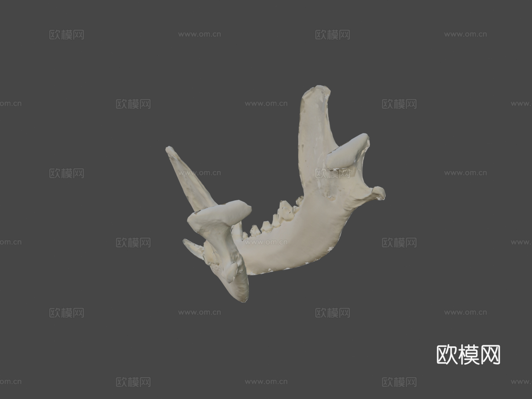 下颌骨（下颌骨）狗3d模型