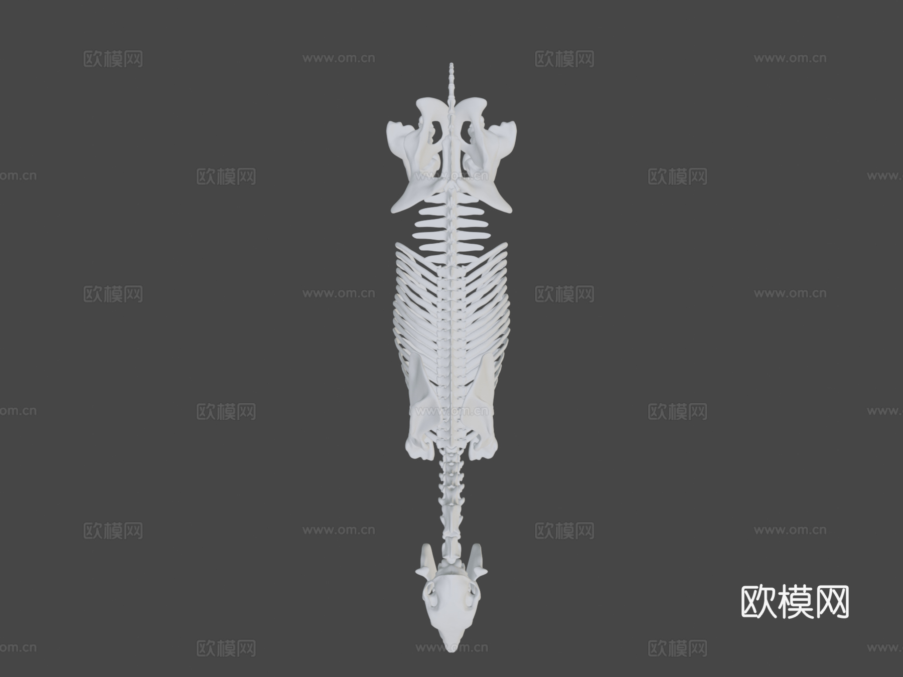 马骨架3D模型3d模型