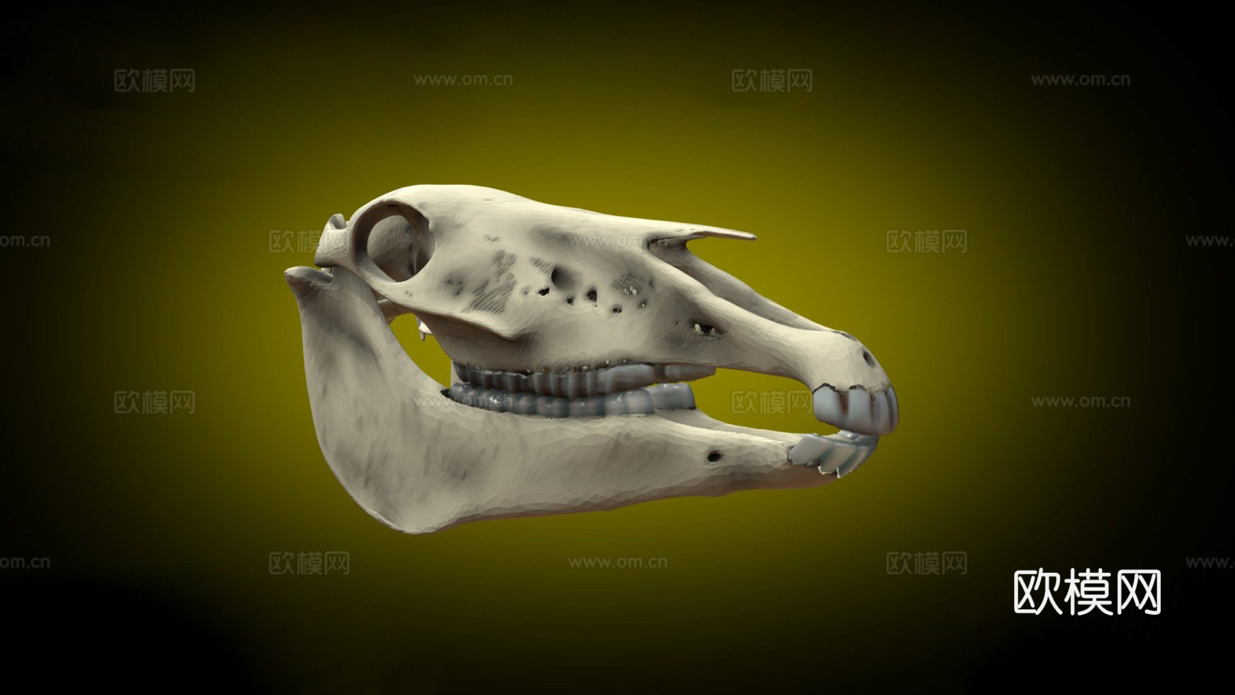 莫纳什神秘头骨-黄色3d模型