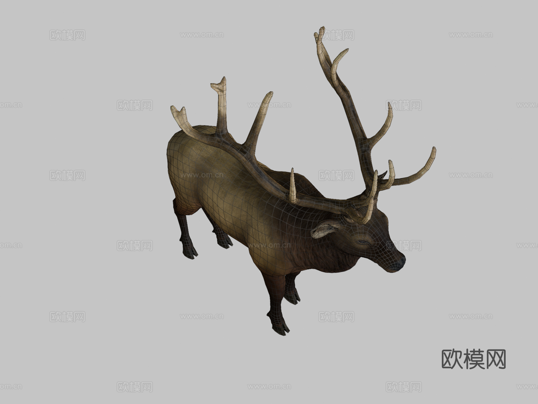 落基山马鹿雄鹿3d模型