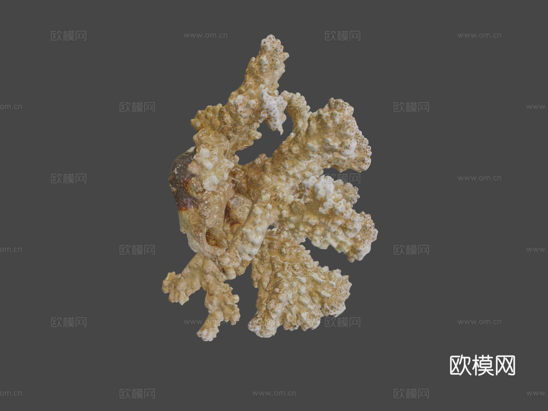 疣状杯形珊瑚新鲜样本3d模型