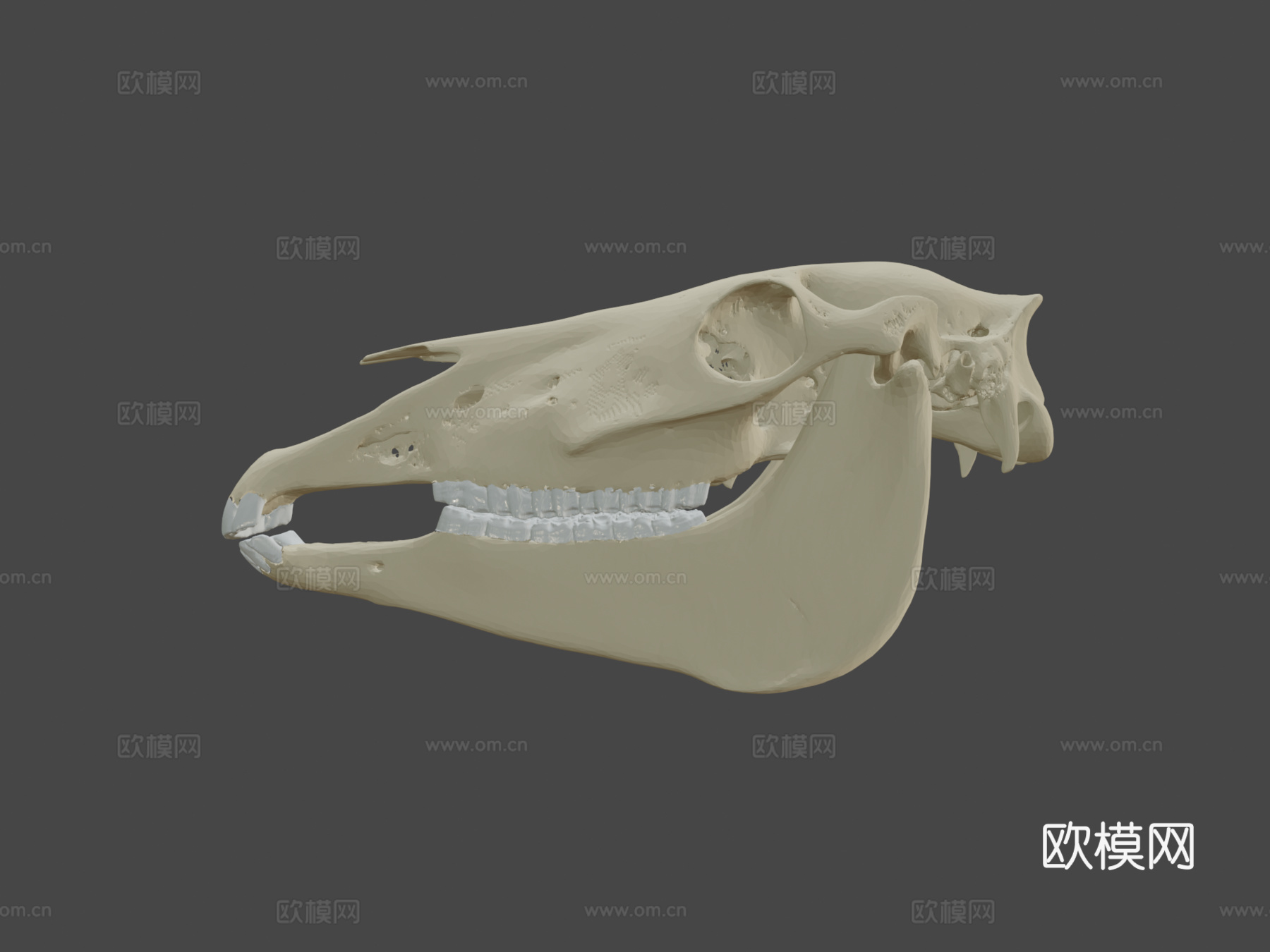 莫纳什神秘头骨-黄色3d模型