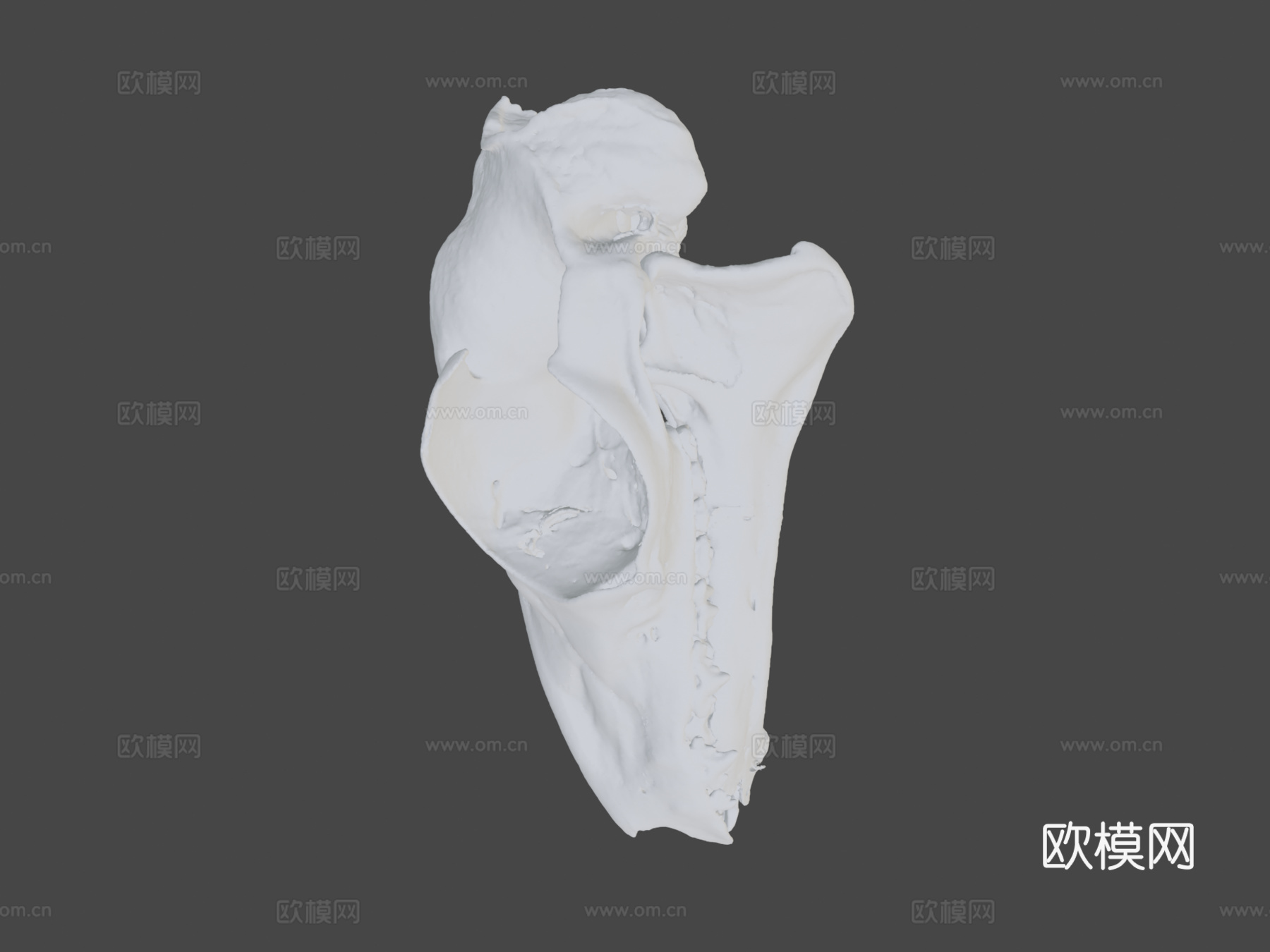 UMZC E.4023.A鼯猴3d模型