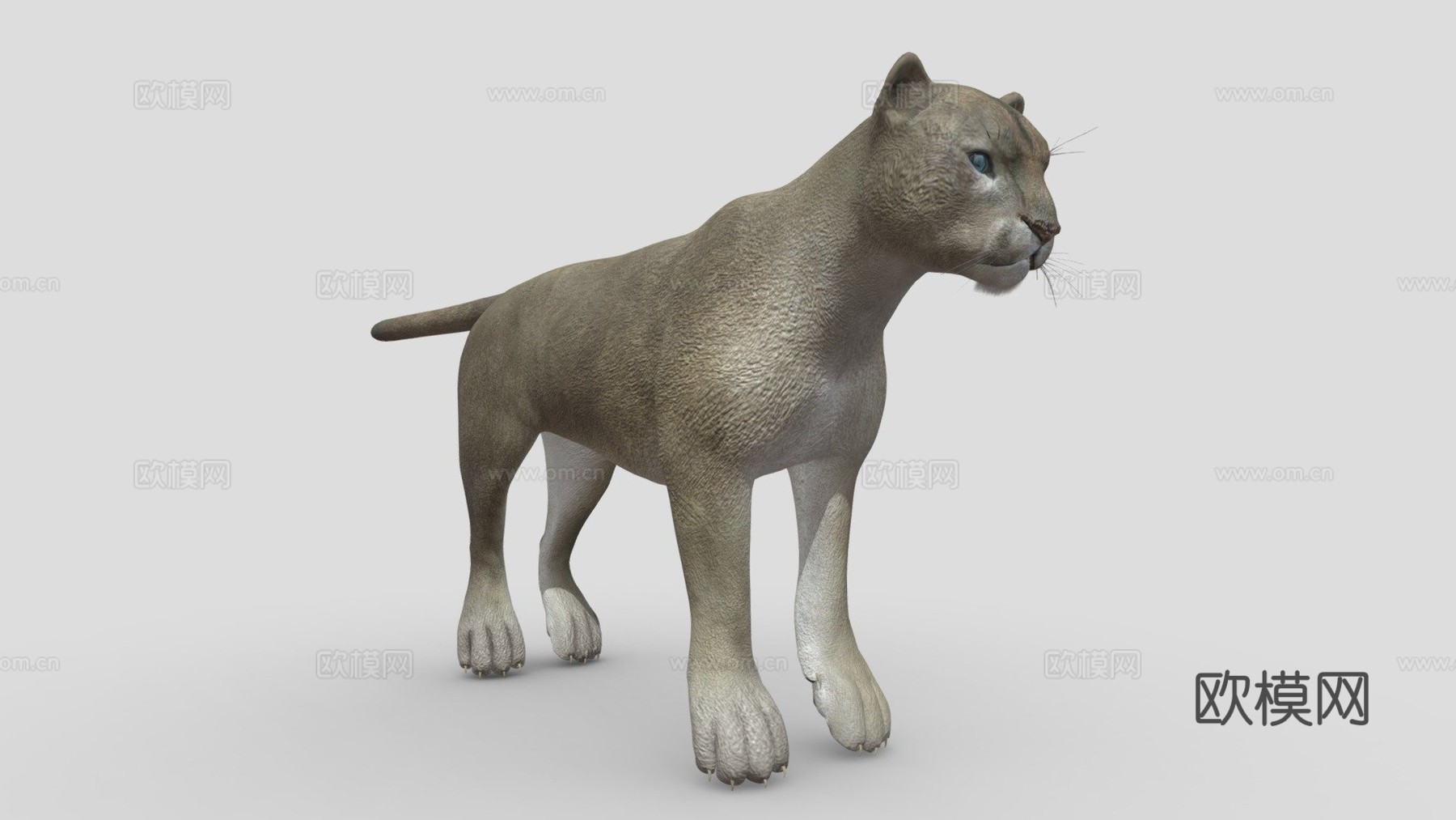 灰美洲狮3d模型