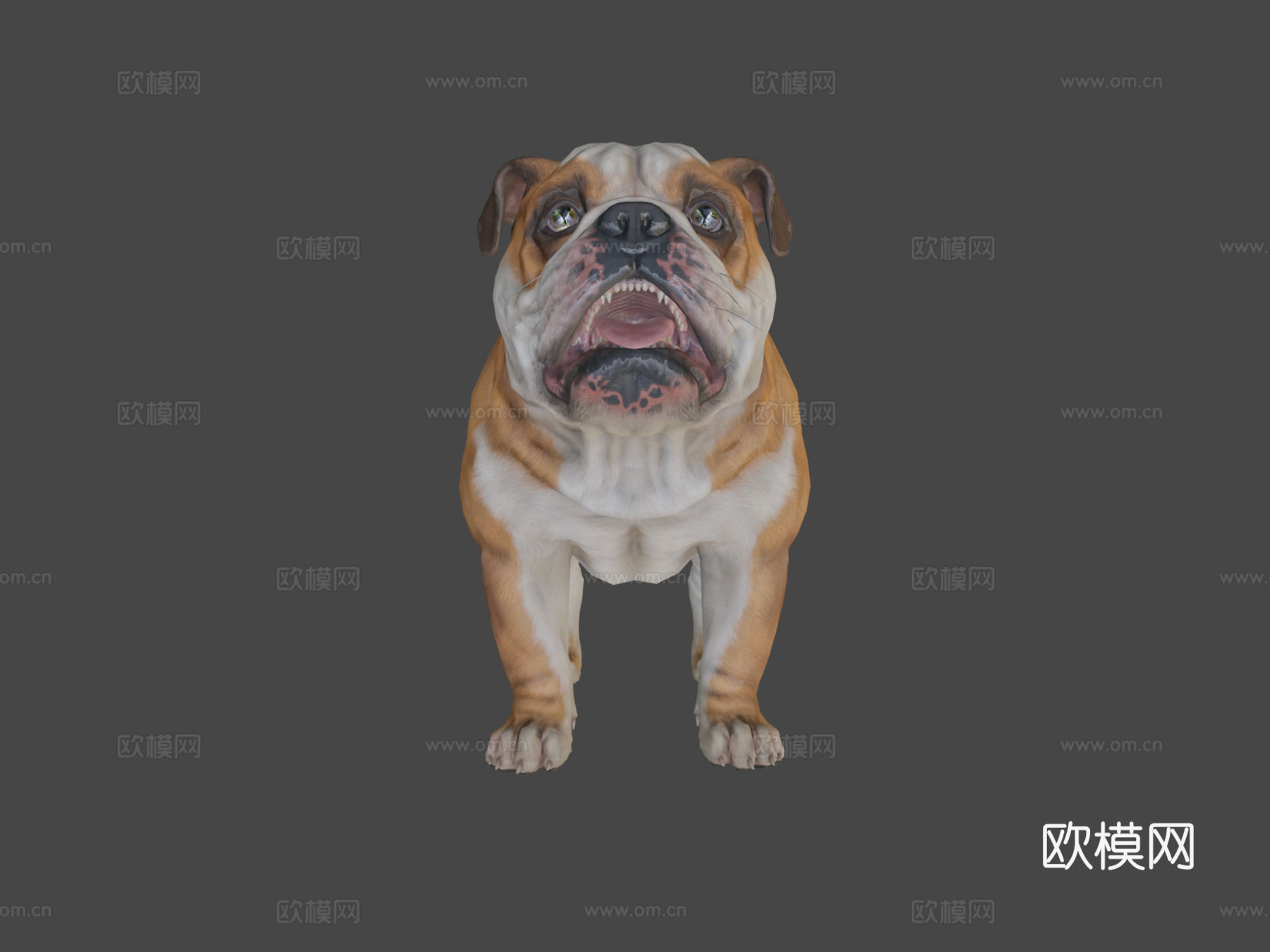 狗-斗牛犬3d模型