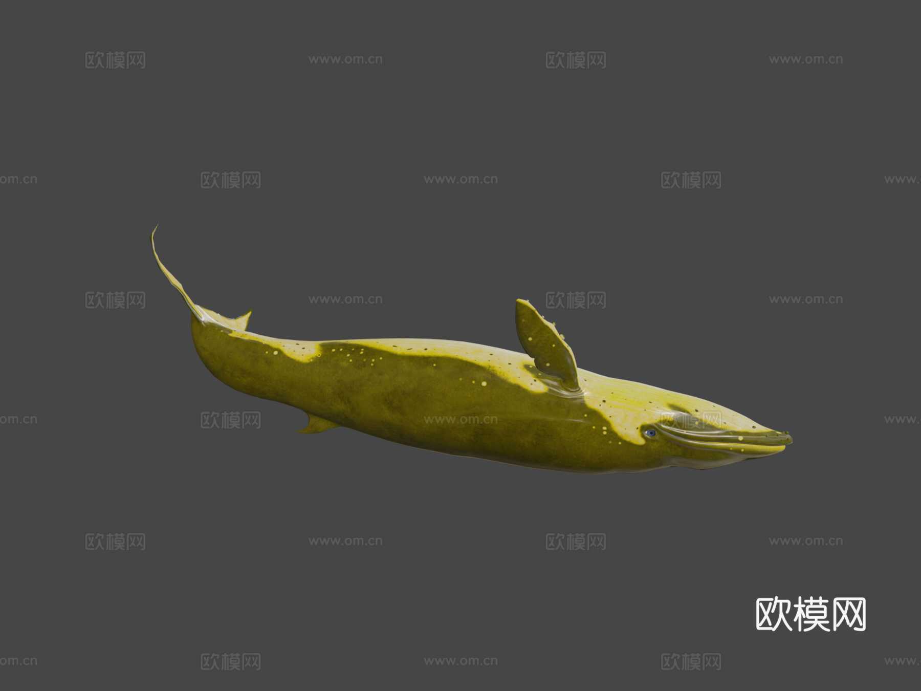 绑定动画蓝鲸3d模型