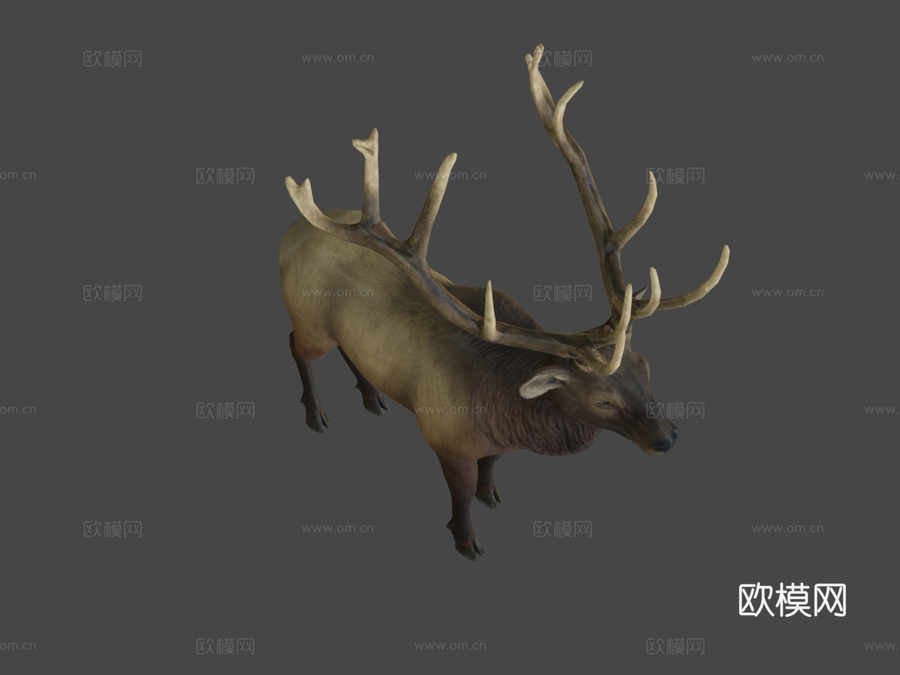 落基山马鹿雄鹿3d模型