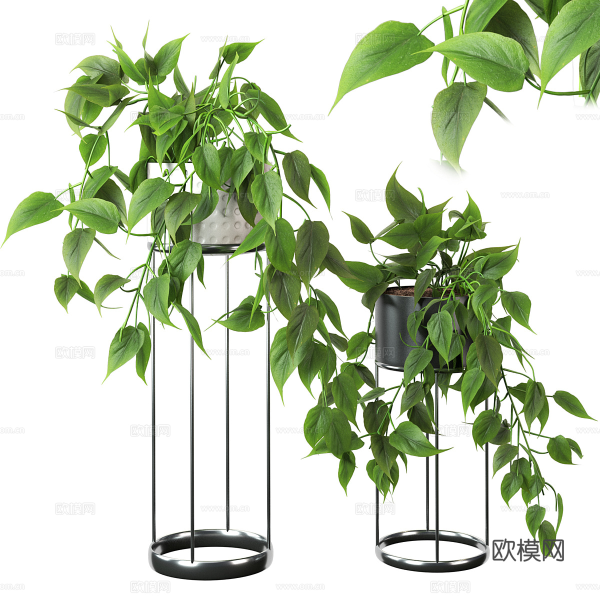 现代绿植盆栽 吊篮 绿萝3d模型